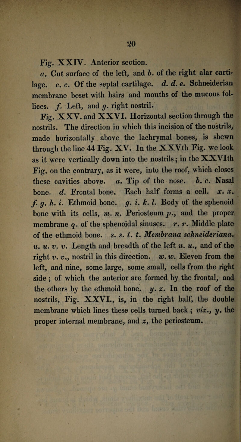 a. Cut surface of the left, and b. of the right alar carti¬ lage. c. c. Of the septal cartilage, d. d. e. Schneiderian membrane beset with hairs and mouths of the mucous fol- lices. /. Left, and g. right nostril. Fig. XXV. and XXVI. Horizontal section through the nostrils. The direction in which this incision of the nostrils, made horizontally above the lachrymal bones, is shewn through the line 44 Fig. XV. In the XXVth Fig. we look as it were vertically down into the nostrils; in the XXVIth Fig. on the contrary, as it were, into the roof, which closes these cavities above, a. Tip of the nose, b. c. Nasal bone. d. Frontal bone. Each half forms a cell. x. x% f g. h. i. Ethmoid bone. g. i. k. 1. Body of the sphenoid bone with its cells, m. n. Periosteum p., and the proper membrane q. of the sphenoidal sinuses, r. r. Middle plate of the ethmoid bone. s. s. t. t. Membrana schneideriana. u. u. v. v. Length and breadth of the left u. u.t and of the right v. nostril in this direction, w.w. Eleven from the left, and nine, some large, some small, cells from the right side ; of which the anterior are formed by the frontal, and the others by the ethmoid bone. y. z. In the roof of the nostrils. Fig. XXVI., is, in the right half, the double membrane which lines these cells turned back ; viz., y. the proper internal membrane, and zf the periosteum.