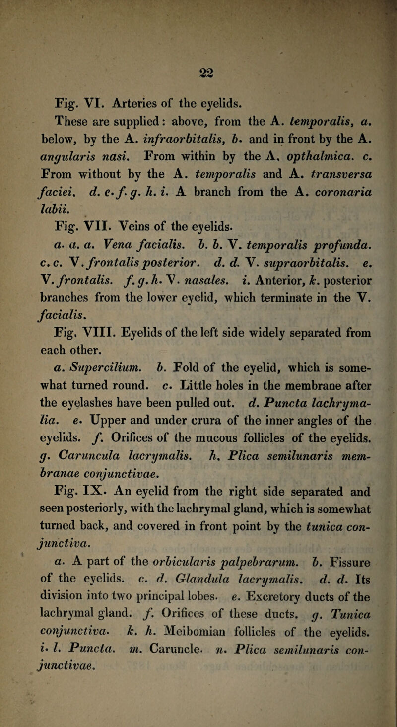 Fig. VI. Arteries of the eyelids. These are supplied: above, from the A. temporalis, a, below, by the A. infraorbitalis, b. and in front by the A. angularis nasi. From within by the A, opthalmica. c. From without by the A. temporalis and A. transversa faciei. <#. e»fg. h. i. A branch from the A. coronaria labii. Fig. VII. Veins of the eyelids. a. a. a. Vena facialis, b. b. V. temporalis profunda. c. c. V. frontalis posterior. d. d. V. supraorbitalis. e. V. frontalis, f. g. 7i. V. nasales. i. Anterior, &. posterior branches from the lower eyelid, which terminate in the V. facialis. Fig, VIII. Eyelids of the left side widely separated from each other. a. Supercilium. b. Fold of the eyelid, which is some¬ what turned round, c. Little holes in the membrane after the eyelashes have been pulled out. d. Puncta lachryma- lia. e. Upper and under crura of the inner angles of the eyelids, f. Orifices of the mucous follicles of the eyelids. g. Caruncula lacrymalis. h. Plica semilunai'is mem- branae conjunctivae. Fig. IX. An eyelid from the right side separated and seen posteriorly, with the lachrymal gland, which is somewhat turned back, and covered in front point by the tunica con¬ junctiva. a. A part of the orbicularis palpebrarum, b. Fissure of the eyelids, c. d. Glandula lacrymalis. d. d. Its division into two principal lobes, e. Excretory ducts of the lachrymal gland. /. Orifices of these ducts, g. Tunica conjunctiva, k. h. Meibomian follicles of the eyelids. i’ l> Puncta. m. Caruncle, n. Plica semilunaris con¬ junctivae.