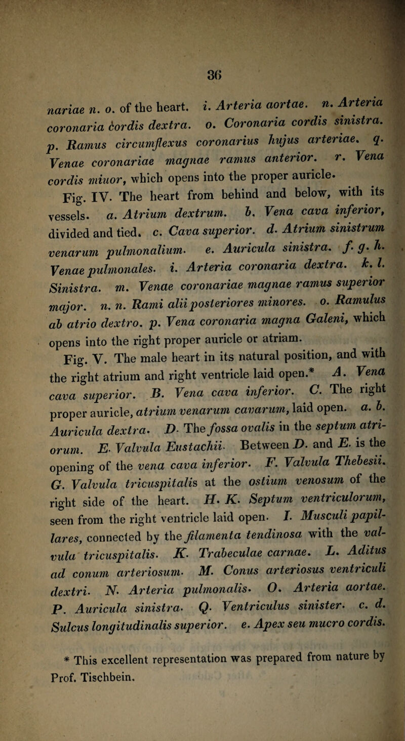 coronaria cordis dextra. o. Coronaria cordis sinistra, p. Ramus circumflexus coronarius hujus arteriae. q. Venae coronariae magnae ramus anterior, r. Vena cordis minor, which opens into the proper auricle. Fig. IV- The heart from behind and below, with its vessels, a. Atrium dextrum. b. Vena cava inferior, divided and tied. c. Cava superior, d. Atrium smistrum venarum pulmonalium. e. Auricula sinistra, f g. h. Venae pulmonales. i. Arteria coronaria dextra. k. 1. Sinistra, m. Venae coronariae magnae ramus superior major, n. n. Rami alii posteriores minores. o. Ramulus ab atrio dextro. p. Vena coronaria magna Galeni, which opens into the right proper auricle or atriam. Fig. V. The male heart in its natural position, and with the right atrium and right ventricle laid open.* A. Vena cava superior. B. Vena cava inferior. C. The right proper auricle, atrium venarum cavarum, laid open. a. b. Auricula dextra. D The fossa ovalis in the septum atn- orum. E. Valvula Eustachil Between D. and E is the opening of the vena cava inferior. F. Valvula Thebesii. G. Valvula tricuspitalis at the ostium venosum of the right side of the heart. H. K. Septum ventriculorum, seen from the right ventricle laid open. I. Musculi papil- laresy connected by the filament a tendinosa with the val¬ vula tricuspitalis. K. Trabeculae carnae. L. Aditus ad conum arteriosum• MConus arteriosus ventriculi dextri. N. Arteria pulmonalis. O. Arteria aortae. P. Auricula sinistra. Q• Ventriculus sinister• c. d. Sulcus longitudinalis superior, e. Apex seu mucro cordis. * This excellent representation was prepared from nature by Prof. Tischbein.