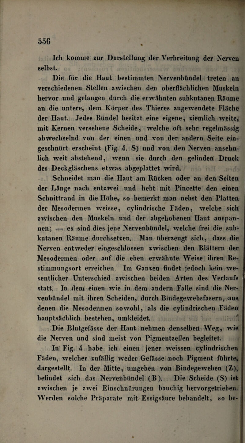 556 4 Ich komme zur Darstellung der Verbreitung der Nerven selbst. D ie für die Haut bestimmten Nervenbündel treten an verschiedenen Stellen zwischen den oberflächlichen Muskeln hervor und gelangen durch die erwähnten subkutanen Räume an die untere, dem Körper des Thieres zugewendete Fläche der Haut. Jedes Bündel besitzt eine eigene, ziemlich weite, mit Kernen versehene Scheide, welche oft sehr regelmässig abwechselnd von der einen und von der andern Seite ein¬ geschnürt erscheint (Fig. 4. S) und von den Nerven ansehn¬ lich weit abstehend, wenn sie durch den gelinden Druck des Deckgläschens etwas abgeplattet wird. Schneidet man die Haut am Rücken oder an den Seiten der Länge nach entzwei und hebt mit Pincette den einen Schnittrand in die Höhe, so bemerkt man nebst den Platten der Mesodermen weisse, cylindrische Fäden, welche sich zwischen den Muskeln und der abgehobenen Haut anspan¬ nen*, — es sind dies jene Nervenbündel, welche frei die sub¬ kutanen Räume durchsetzen. Man überzeugt sich, dass die Nerven entweder eingeschlossen zwischen den Blättern der Mesodermen oder auf die eben erwähnte Weise ihren Be¬ stimmungsort erreichen. Im Ganzen findet jedoch kein we¬ sentlicher Unterschied zwischen beiden Arten des Verlaufs statt. In dem einen wie in dem andern Falle sind die Ner¬ venbündel mit ihren Scheiden, durch Bindegewebsfasern, aus denen die Mesodermen sowohl, als die cylindrischen Fäden hauptsächlich bestehen, umkleidet. Die Blutgefässe der Haut nehmen denselben Weg, wie die Nerven und sind meist von Pigmentzellen begleitet. In Fig. 4 habe ich einen jener weissen cylindrischen Fäden, welcher zufällig weder Gefässe noch Pigment führte, dargestellt. In der Mitte, umgeben von Bindegeweben (Z), befindet sich das Nervenbündel (B). Die Scheide (S) ist zwischen je zwei Einschnürungen bauchig hervorgetrieben. Werden solche Präparate mit Essigsäure behandelt, so be-