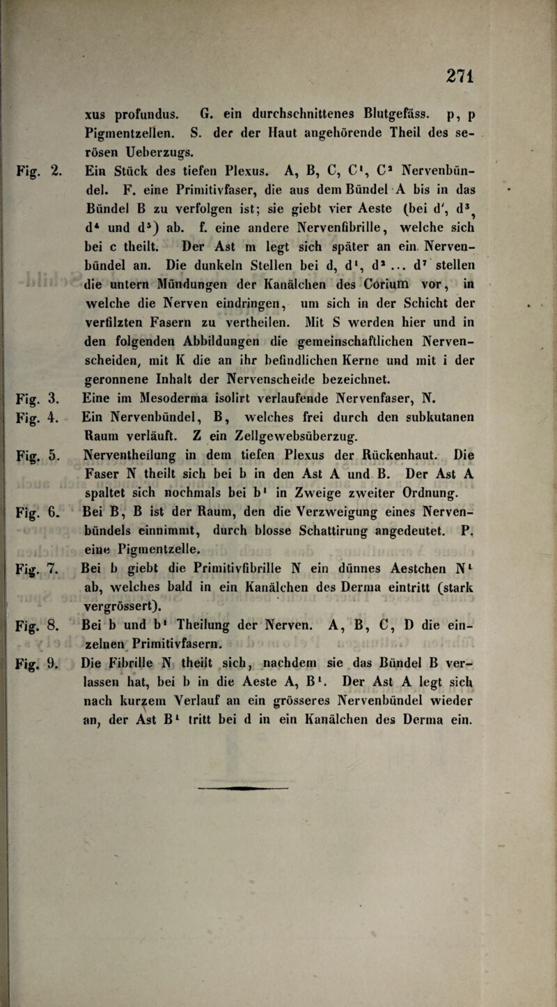 xus profundus. G. ein durchschnittenes Blutgefäss, p, p Pigmentzellen. S. der der Haut angehörende Theil des se¬ rösen Ueberzugs. Ein Stück des tiefen Plexus. A, B, C, C‘, CJ Nervenbün¬ del. F. eine Priniitivfaser, die aus dem Bündel A bis in das Bündel B zu verfolgen ist; sie giebt vier Aeste (bei d', d3^ d* und d5) ab. f. eine andere Nervenfibrille, welche sich bei c theilt. Der Ast m legt sich später an ein Nerven¬ bündel an. Die dunkeln Stellen bei d, dl, d* ... d7 stellen die untern Mündungen der Kanälchen des Corium vor, in welche die Nerven eindringen, um sich in der Schicht der verfilzten Fasern zu vertheilen. Mit S werden hier und in den folgenden Abbildungen die gemeinschaftlichen Nerven¬ scheiden, mit K die an ihr befindlichen Kerne und mit i der geronnene Inhalt der Nervenscheide bezeichnet. Eine im Mesoderma isolirt verlaufende Nervenfaser, N. Ein Nervenbündel, B, welches frei durch den subkutanen Raum verläuft. Z ein Zellgewebsüberzug. Nerventheilung in dem tiefen Plexus der Rückenhaut. Die Faser N theilt sich bei b in den Ast A und B. Der Ast A spaltet sich nochmals bei b* in Zweige zweiter Ordnung. Bei B, B ist der Raum, den die Verzweigung eines Nerven¬ bündels einnimmt, durch blosse Schattirung angedeutet. P. eine Pigmentzelle. Bei b giebt die Primitivfibrille N ein dünnes Aestchen Nl ab, welches bald in ein Kanälchen des Derma eintritt (stark vergrössert). Bei b und b1 Theilung der Nerven. A, B, C, D die ein¬ zelnen Primitivfasern. 4 Die Fibrille N theilt sich, nachdem sie das Bündel B ver¬ lassen hat, bei b in die Aeste A, Bl. Der Ast A legt sich nach kurzem Verlauf an ein grösseres Nervenbündel wieder an, der Ast Bl tritt bei d in ein Kanälchen des Derma ein.