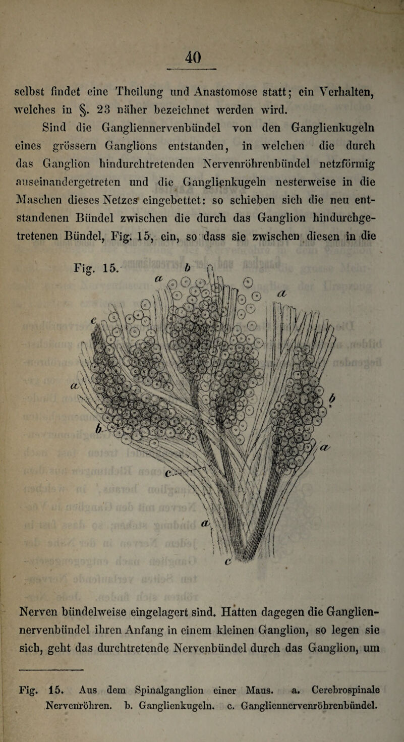 selbst findet eine Thcilung und Anastomose statt; ein Verhalten, welches in §. 23 näher bezeichnet werden wird. Sind die Gangliennervenbündel von den Ganglienkugeln eines grossem Ganglions entstanden, in welchen die durch das Ganglion hindurchtretenden Nervenröhrenbündel netzförmig auseinandergetreten und die Ganglipnkugeln nesterweise in die Maschen dieses Netzes eingebettet: so schieben sich die neu ent¬ standenen Bündel zwischen die durch das Ganglion hindurchge¬ tretenen Bündel, Fig. 15, ein, so dass sie zwischen diesen in die Nerven bündelweise eingelagert sind. Hatten dagegen die Ganglien- nervenbiindcl ihren Anfang in einem kleinen Ganglion, so legen sie sich, geht das durchtretende Nervenbündel durch das Ganglion, um Fig. 15. Aus dem Spinalganglion einer Maus. a. Cerebrospinale Nervenroliren. b. Ganglienkugeln, c. Gangliennervenröhrenbündel.