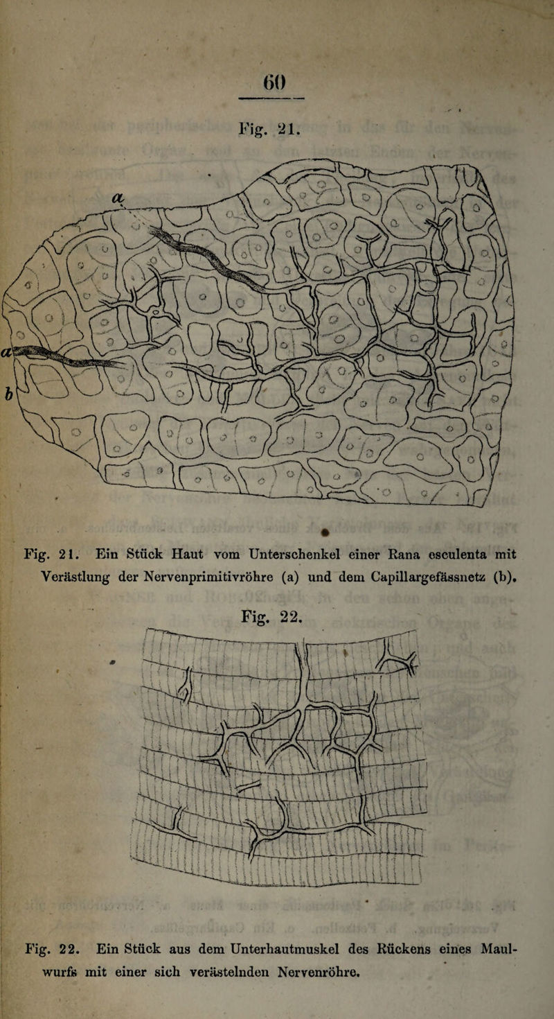 Fig. 21. Verästlung der Nervenprimltivröhre (a) und dem Capillargefässnetz (b). Fig. 22. Fig. 22. Ein Stück aus dem Unterhautmuskel des Rückens eines Maul¬ wurfs mit einer sich verästelnden Nervenröhre.