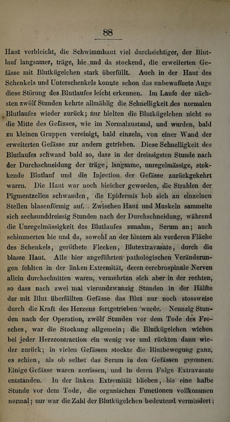 Haut verbleicht, die Schwimmhaut viel durchsichtiger, der Blut¬ lauf langsamer, träge, hie und da stockend, die erweiterten Ge¬ lasse mit Blutkügelchen stark überfüllt. Auch in der Haut des Schenkels und Unterschenkels konnte schon das unbewaffnete Auge diese Störung des Blutlaufes leicht erkennen. Im Laufe der näch¬ sten zwölf Stunden kehrte allmählig die Schnelligkeit des normalen 4 Blutlaufes wieder zurück; nur hielten die Blutkügelchen nicht so die Mitte des Gefässes, wie im Normalzustand, und wurden, bald zu kleinen Gruppen vereinigt, bald einzeln, von einer Wand der erweiterten Gefässe zur andern getrieben. Diese Schnelligkeit des Blutlaufes schwand bald so, dass in der dreissigsten Stunde nach der Durchschneidung der träge, langsame, unregelmässige, stok- kende Blutlauf und die Injection. der Gefässe zurückgekehrt waren. Die Haut war noch bleicher geworden, die Strahlen der Pigmentzellen schwanden, die Epidermis hob sich an einzelnen * Stellen blasenförmig auf. Zwischen Haut und Muskeln sammelte sich sechsunddreissig Stunden nach der Durchschneidung, während die Unregelmässigkeit des Blutlaufes zunahm, Serum an; auch « schimmerten hie und da, sowohl an der hintern als vorderen Fläche des Schenkels, geröthete Flecken, Blutextravasate, durch die blasse Haut. Alle hier angeführten pathologischen Veränderun¬ gen fehlten in der linken Extremität, deren cerebrospinale Nerven allein durchschnitten waren, vermehrten sich aber in der rechten, so dass nach zwei mal vierundzwanzig Stunden in der Hälfte der mit Blut überfüllten Gefässe das Blut nur noch stossweise durch die Kraft des Herzens fortgetrieben wurde. Neunzig Stun- * den nach der Operation, zwölf Stunden vor dem Tode des Fro¬ sches, war die Stockung allgemein; die Blutkügelehen wichen bei jeder Herzcontraction ein wenig vor und rückten dann wie¬ der zurück; in vielen Gefässen stockte die Blutbewegung ganz, es schien, als ob selbst das Serum in den Gefässen geronnen. Einige Gefässe waren zerrissen, und in deren Folge Extravasate entstanden. In der linken Extremität blieben, bis eine halbe Stunde vor dem Tode, die organischen Functionen vollkommen normal; nur war die Zahl der Blutkügelchen bedeutend vermindert;