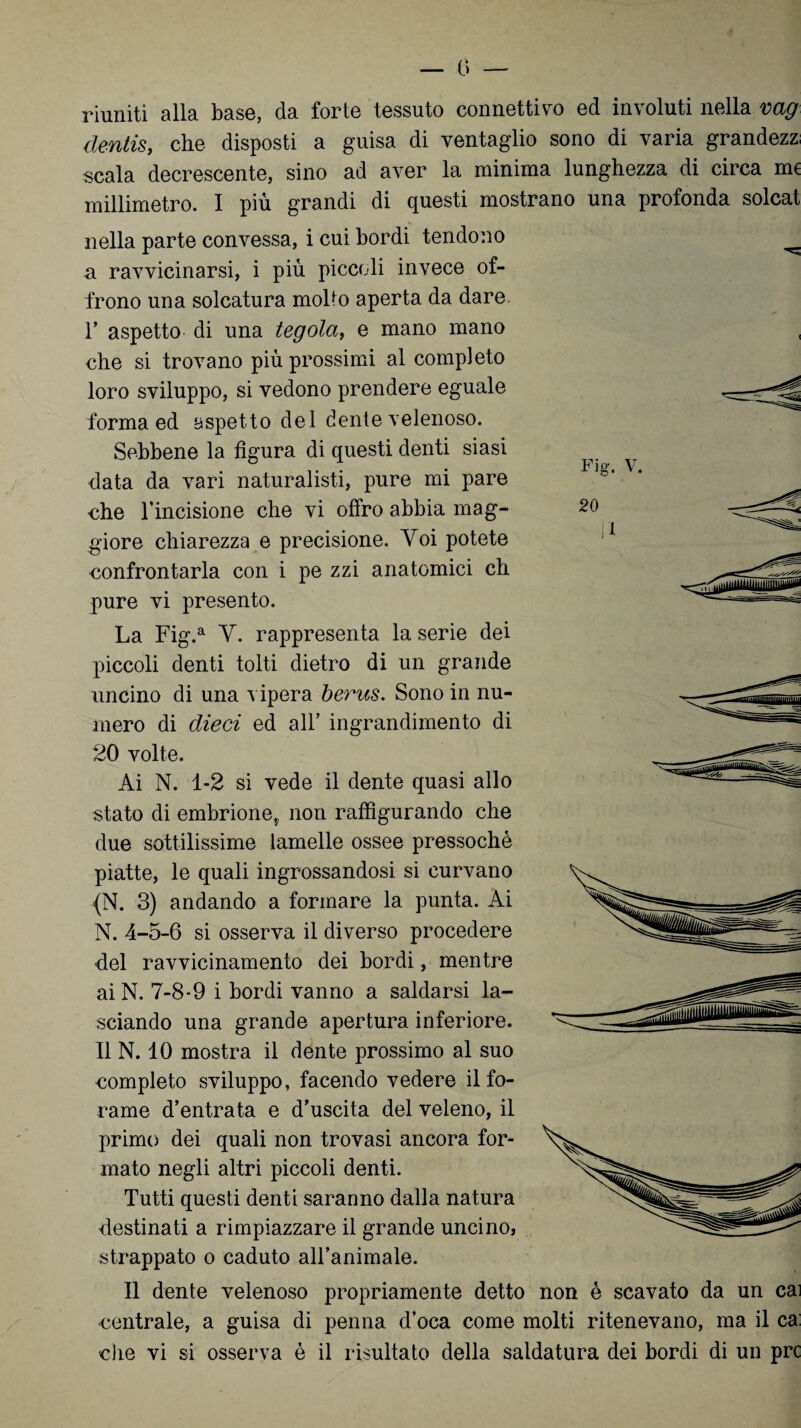 — 0 — Fig. V. 20 riuniti alla base, da forte tessuto connettivo ed involuti nella vag dentis, che disposti a guisa di ventaglio sono di varia grandezz; scala decrescente, sino ad aver la minima lunghezza di circa rat millimetro. I più grandi di questi mostrano una profonda solcat nella parte convessa, i cui bordi tendono a ravvicinarsi, i più piccoli invece of¬ frono una solcatura molto aperta da dare 1* aspetto di una tegola, e mano mano che si trovano più prossimi al completo loro sviluppo, si vedono prendere eguale forma ed aspetto del dente velenoso. Sebbene la figura di questi denti siasi data da vari naturalisti, pure mi pare die l’incisione che vi offro abbia mag¬ giore chiarezza e precisione. Yoi potete confrontarla con i pe zzi anatomici eh pure vi presento. La Fig.a Y. rappresenta la serie dei piccoli denti tolti dietro di un grande uncino di una vipera berus. Sono in nu¬ mero di dieci ed all’ ingrandimento di 20 volte. Ai N. 1-2 si vede il dente quasi allo stato di embrione* non raffigurando che due sottilissime lamelle ossee pressoché piatte, le quali ingrossandosi si curvano {N. 3) andando a formare la punta. Ai N. 4-5-6 si osserva il diverso procedere del ravvicinamento dei bordi, mentre aiN. 7-8-9 i bordi vanno a saldarsi la¬ sciando una grande apertura inferiore. Il N. 10 mostra il dente prossimo al suo completo sviluppo, facendo vedere il fo¬ rame d’entrata e d’uscita del veleno, il primo dei quali non trovasi ancora for¬ mato negli altri piccoli denti. Tutti questi denti saranno dalla natura destinati a rimpiazzare il grande uncino, strappato o caduto all’animale. Il dente velenoso propriamente detto non è scavato da un cai centrale, a guisa di penna d’oca come molti ritenevano, ma il ca: