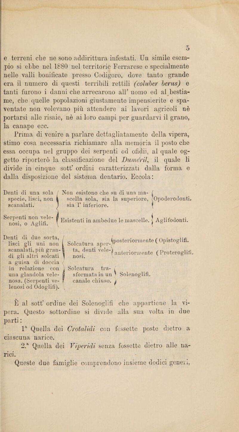 e terreni che ne sono addirittura infestati. Un simile esem¬ pio si ebbe nel 1880 nel territorio Ferrarese e specialmente nelle valli bonificate presso Codigoro, dove tanto grande era il numero di questi terribili rettili (coluber berus) e tanti furono i danni che arrecarono all' uomo ed al bestia¬ me, che quelle popolazioni giustamente impensierite e spa¬ ventate non volevano più attendere ai lavori agricoli nè portarsi alle risaie, nè ai loro campi per guardarvi il grano, la canape ecc. Prima di venire a parlare dettagliatamente della vipera, stimo cosa necessaria richiamare alla memoria il posto che essa occupa nel gruppo dei serpenti od ofidii, al quale og¬ getto riporterò la classificazione del DumériI, il quale li divide in cinque sott’ ordini caratterizzati dalla forma e dalla disposizione del sistema dentario. Eccola: Denti di una sola / Non esistono che su di una ma- ( specie, lisci, non | scella sola, sia la superiore, (Opoderodonti. scanalati. J sia P inferiore. f Sei penti non \ eie I ggigtenti in ambedue le mascelle. \ Aglifodonti. nosi, o Aglifi. \ ( ° Denti di due sorta, j lisci gli uni non 1 scanalati, più gran-1 di gli altri solcati ^ a guisa di doccia / in relazione con i una glandola vele- I nosa. (Serpenti ve- f lenosi od Odoglifì). ^ Solcatura aper¬ ta, denti vele¬ nosi. (posteriormente ( Opistoglifi. } anteriormente ( ProteroglifL Solcatura tra- i sformata in un ^ Solenoglifì. canale chiuso, j E al sott’ ordine dei Solenoglifì che appartiene la vi¬ pera. Questo sottordine si divide alla sua volta in due parti : la Quella dei Crotalidi con fossette poste dietro a ciascuna narice. 2.a Quella dei Viperidi senza fossette dietro alie na¬ rici. Queste due famiglie comprendono insieme dodici generi,