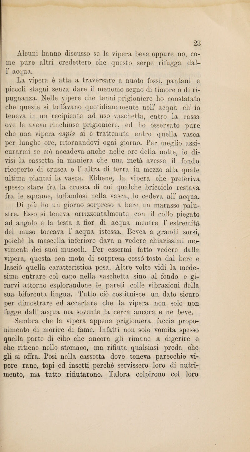 Alcuni hanno discusso se la vipera beva oppure no, co¬ me pure altri credettero che questo serpe rifugga dal- 1’ acqua. La vipera è atta a traversare a nuoto fossi, pantani e piccoli stagni senza dare il menomo segno di timore o di ri¬ pugnanza. Nelle vipere che tenni prigioniere ho constatato che queste si tuffavano quotidianamente nell’ acqua eh’ io teneva in un recipiente ad uso vaschetta, entro la cassa ove le avevo rinchiuse prigioniere, ed ho osservato pure che una vipera aspis si è trattenuta entro quella vasca per lunghe ore, ritornandovi ogni giorno. Per meglio assi¬ curarmi se ciò accadeva anche nelle ore della notte, io di¬ visi la cassetta in maniera che una metà avesse il fondo ricoperto di crusca e Y altra di terra in mezzo alla quale ultima piantai la vasca. Ebbene, la vipera che preferiva spesso stare fra la crusca di cui qualche bricciolo restava fra le squame, tuffandosi nella vasca, lo cedeva all’ acqua. Di più ho un giorno sorpreso a bere un marasso palu¬ stre. Esso si teneva orrizzontalmente con il collo piegato ad angolo e la testa a fior di acqua mentre 1’ estremità del muso toccava 1’ acqua istessa. Bevea a grandi sorsi, poiché la mascella inferiore dava a vedere chiarissimi mo¬ vimenti dei suoi muscoli. Per essermi fatto vedere dalla vipera, questa con moto di sorpresa cessò tosto dal bere e lasciò quella caratteristica posa. Altre volte vidi la mede¬ sima entrare col capo nella vaschetta sino al fondo e gi¬ rarvi attorno esplorandone le pareti colle vibrazioni della sua biforcuta lingua. Tutto ciò costituisce un dato sicuro per dimostrare ed accertare che la vipera non solo non fugge dall’ acqua ma sovente la cerca ancora e ne beve. Sembra che la vipera appena prigioniera faccia propo¬ nimento di morire di fame. Infatti non solo vomita spesso quella parte di cibo che ancora gli rimane a digerire e che ritiene nello stomaco, ma rifiuta qualsiasi preda che gli si offra. Posi nella cassetta dove teneva parecchie vi¬ pere rane, topi ed insetti perchè servissero loro di nutri¬ mento, ma tutto rifiutarono. Talora colpirono col loro
