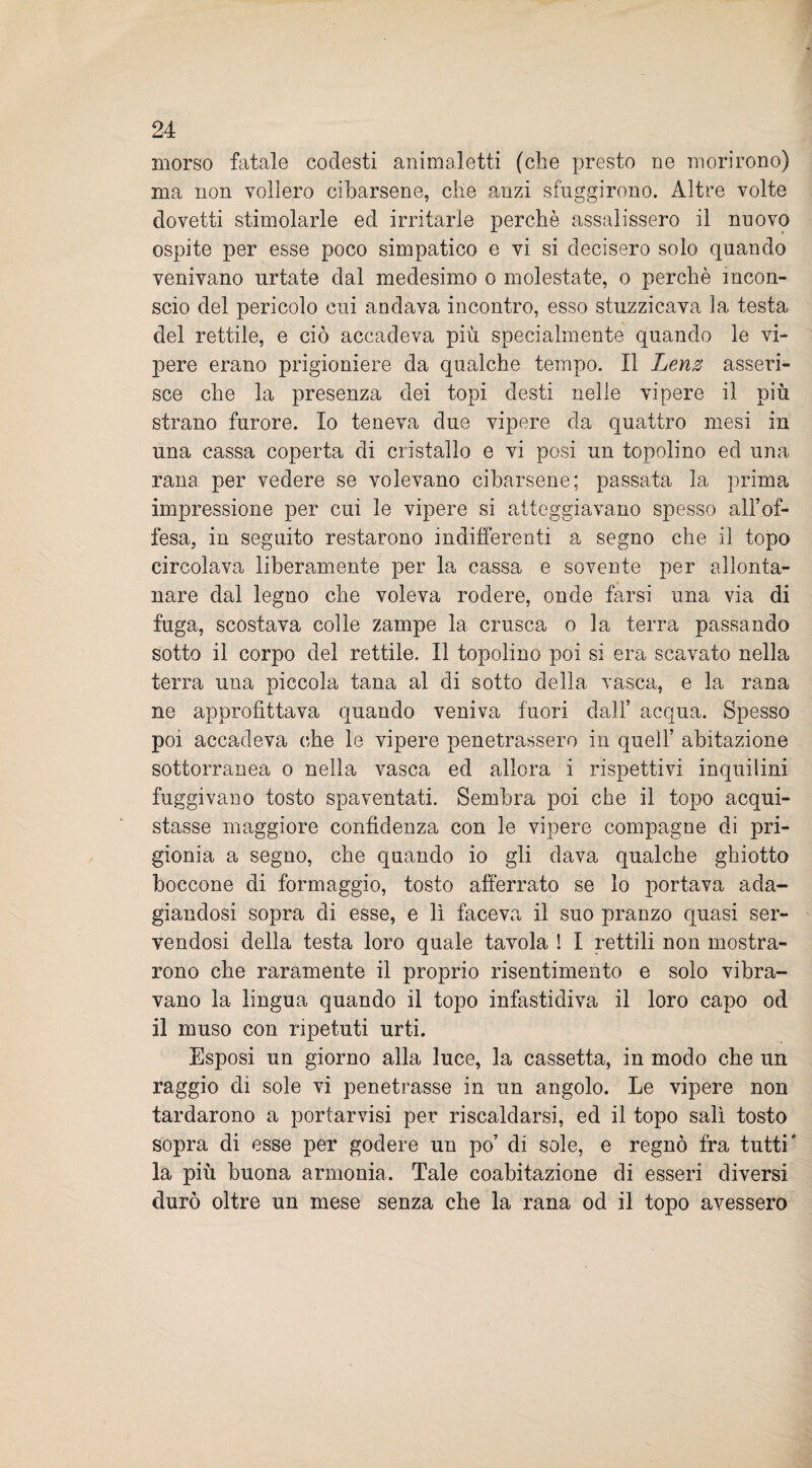 morso fatale codesti animaletti (che presto ne morirono) ma non vollero cibarsene, che anzi sfuggirono. Altre volte dovetti stimolarle ed irritarle perchè assalissero il nuovo ospite per esse poco simpatico e vi si decisero solo quando venivano urtate dal medesimo o molestate, o perchè incon¬ scio del pericolo cui andava incontro, esso stuzzicava la testa del rettile, e ciò accadeva più specialmente quando le vi¬ pere erano prigioniere da qualche tempo. Il Lenz asseri¬ sce che la presenza dei topi desti nelle vipere il più strano furore. Io teneva due vipere da quattro mesi in una cassa coperta di cristallo e vi posi un topolino ed una rana per vedere se volevano cibarsene; passata la prima impressione per cui le vipere si atteggiavano spesso all’of¬ fesa, in seguito restarono indifferenti a segno che il topo circolava liberamente per la cassa e sovente per allonta¬ nare dal legno che voleva rodere, onde farsi una via di fuga, scostava colle zampe la crusca o la terra passando sotto il corpo del rettile. Il topolino poi si era scavato nella terra una piccola tana al di sotto della vasca, e la rana ne approfittava quando veniva fuori dall* acqua. Spesso poi accadeva che le vipere penetrassero in quell’ abitazione sotterranea o nella vasca ed allora i rispettivi inquilini fuggivano tosto spaventati. Sembra poi che il topo acqui¬ stasse maggiore confidenza con le vipere compagne di pri¬ gionia a segno, che quando io gli dava qualche ghiotto boccone di formaggio, tosto afferrato se lo portava ada¬ giandosi sopra di esse, e lì faceva il suo pranzo quasi ser¬ vendosi della testa loro quale tavola ! I rettili non mostra¬ rono che raramente il proprio risentimento e solo vibra¬ vano la lingua quando il topo infastidiva il loro capo od il muso con ripetuti urti. Esposi un giorno alla luce, la cassetta, in modo che un raggio di sole vi penetrasse in un angolo. Le vipere non tardarono a portarvisi per riscaldarsi, ed il topo salì tosto sopra di esse per godere un po’ di sole, e regnò fra tutti la più buona armonia. Tale coabitazione di esseri diversi durò oltre un mese senza che la rana od il topo avessero