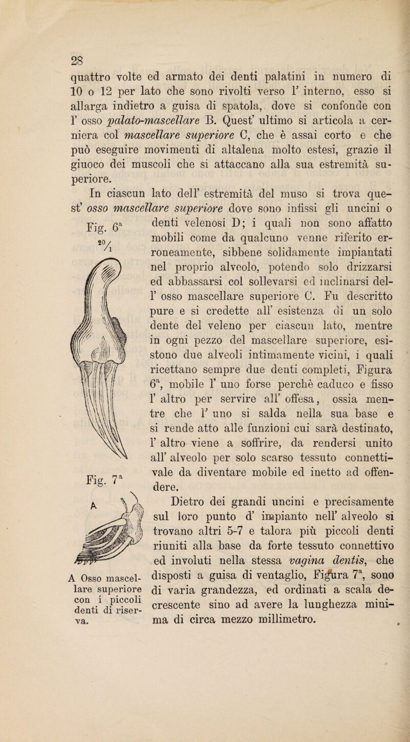 20 Vi quattro volte ed armato dei denti palatini in numero di 10 o 12 per lato che sono rivolti verso V interno, esso si allarga indietro a guisa di spatola, dove si confonde con T osso palato-mascellare B. Quest’ ultimo si articola a cer¬ niera col mascellare superiore C, che è assai corto e che può eseguire movimenti di altalena molto estesi, grazie il giuoco dei muscoli che si attaccano alla sua estremità su¬ periore. In ciascun lato dell’ estremità del muso si trova que¬ st’ osso mascellare superiore dove sono infissi gli uncini o -pjg ga denti velenosi D; i quali non sono affatto mobili come da qualcuno venne riferito er¬ roneamente, sibbene solidamente impiantati nel proprio alveolo, potendo solo drizzarsi ed abbassarsi col sollevarsi ed inclinarsi del- 1’ osso mascellare superiore C. Fu descritto pure e si credette all’ esistenza di un solo dente del veleno per ciascun lato, mentre in ogni pezzo del mascellare superiore, esi¬ stono due alveoli intimamente vicini, i quali ricettano sempre due denti completi, Figura 6a, mobile 1’ uno forse perchè caduco e fisso 1’ altro per servire all’ offesa, ossia men¬ tre che r uno si salda nella sua base e si rende atto alle funzioni cui sarà destinato, 1’ altro viene a soffrire, da rendersi unito all’ alveolo per solo scarso tessuto connetti- vale da diventare mobile ed inetto ad offen¬ dere. Dietro dei grandi uncini e precisamente sul loro punto d’ impianto nell’ alveolo si trovano altri 5-7 e talora più piccoli denti riuniti alla base da forte tessuto connettivo ed involuti nella stessa vagina dentis, che A Osso mascel- disposti a guisa di ventaglio, Figura 7a, sono lare superiore òi varia grandezza, ed ordinati a scala de- denti1 df làser- crescente sino ad avere la lunghezza mini- va. ma di circa mezzo millimetro.