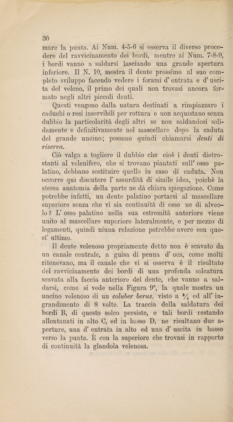 mare la punta. Ai Num. 4-5-6 si osserva il diverso proce¬ dere del ravvicinamento dei bordi, mentre ai Num. 7-8-9, i bordi vanno a saldarsi lasciando una grande apertura inferiore. Il N. 10, mostra il dente prossimo al suo com¬ pleto sviluppo facendo vedere i forami d’ entrata e d’ usci¬ ta del veleno, il primo dei quali non trovasi ancora for¬ mato negli altri piccoli denti. Questi vengono dalla natura destinati a rimpiazzare i caduchi o resi inservibili per rottura e non acquistano senza dubbio la particolarità degli altri se non saldandosi soli¬ damente e definitivamente nel mascellare dopo la caduta del grande uncino; possono quindi chiamarsi denti di riserva. Ciò valga a togliere il dubbio che cioè i denti (Retro¬ stanti al velenifero, che si trovano piantati sull' osso pa¬ latino, debbano sostituire quello in caso di caduta. Non occorre qui discutere 1’ assurdità di simile idea, poiché la stessa anatomia della parte ne dà chiara spiegazione. Come potrebbe infatti, un dente palatino portarsi al mascellare superiore senza che vi sia continuità di osso ne di alveo¬ lo ? L’ osso palatino nella sua estremità anteriore viene unito al mascellare superiore lateralmente, e per mezzo di legamenti, quindi niuna relazione potrebbe avere con que¬ st’ ultimo. Il dente velenoso propriamente detto non è scavato da un canale centrale, a guisa di penna d’ oca, come molti ritenevano, ma il canale che vi si osserva è il risultato del ravvicinamento dei bordi di una profonda solcatura scavata alla faccia anteriore del dente, che vanno a sal¬ darsi, come si vede nella Figura 9a, la quale mostra un uncino velenoso di un coluber berus, visto a 3/4 ed all’ in¬ grandimento di 8 volte. La traccia della saldatura dei bordi B, di questo solco persiste, e tali bordi restando allontanati in alto C, ed in basso D, ne risultano due a- perture, una d’ entrata in alto ed una d’ uscita in basso verso la punta. E con la superiore che trovasi in rapporto di continuità la glandola velenosa.