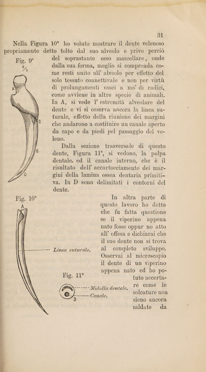 8/, 31 Nella Figura 10a ho voluto mostrare il dente velenoso propriamente detto tolto dal suo alveolo e privo perciò del soprastante osso mascellare, onde dalla sua forma, meglio si comprenda co¬ me resti unito all’ alveolo per effetto del solo tessuto connettivale e non per virtù di prolungamenti ossei a mo’ di radici, come avviene in altre specie di animali. In A, si vede Y estremità alveolare del dente e vi si osserva ancora la linea su¬ turale, effetto della riunione dei margini che andarono a costituire un canale aperto da capo e da piedi pel passaggio del ve¬ leno. Dalla sezione trasversale di questo dente, Figura lla, si vedono, la polpa dentale, ed il canale interno, che è il risultato dell’ accartocciamento dei mar¬ gini della lamina ossea dentaria primiti¬ va. In D sono delimitati i contorni del dente. In altra parte di questo lavoro ho detto che fu fatta questione se il viperino appena nato fosse oppur no atto all’ offesa e dichiarai che il suo dente non si trova al completo sviluppo. Osservai al microscopio il dente di un viperino appena nato ed ho po¬ tuto accerta- Fig. 10a Linea suturale. Midolla dentale. .Canale. re come le solcature non sieno ancora saldate da