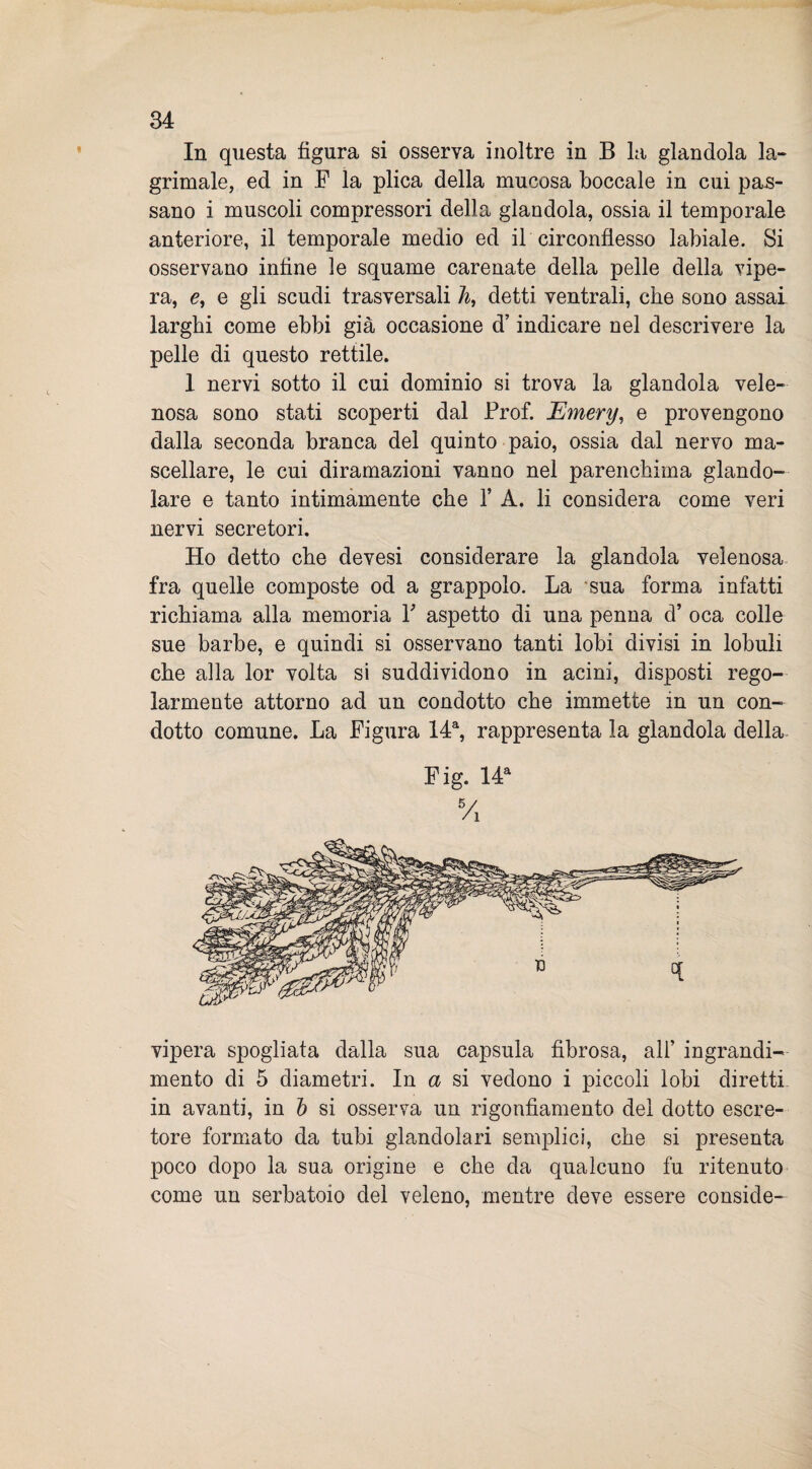 In questa figura si osserva inoltre in B la glandola la- grimale, ed in F la plica della mucosa boccale in cui pas¬ sano i muscoli compressori della glandola, ossia il temporale anteriore, il temporale medio ed il circonflesso labiale. Si osservano infine le squame carenate della pelle della vipe¬ ra, e, e gli scudi trasversali h, detti ventrali, che sono assai larghi come ebbi già occasione d’indicare nel descrivere la pelle di questo rettile. 1 nervi sotto il cui dominio si trova la glandola vele¬ nosa sono stati scoperti dal Prof. Emery, e provengono dalla seconda branca del quinto paio, ossia dal nervo ma¬ scellare, le cui diramazioni vanno nel parenchima glando¬ lare e tanto intimamente che 1’ A. li considera come veri nervi secretori. Ho detto che devesi considerare la glandola velenosa fra quelle composte od a grappolo. La sua forma infatti richiama alla memoria P aspetto di una penna d’ oca colle sue barbe, e quindi si osservano tanti lobi divisi in lobuli che alla lor volta si suddividono in acini, disposti rego¬ larmente attorno ad un condotto che immette in un con¬ dotto comune. La Figura 14a, rappresenta la glandola della Fig. 14a 5/i vipera spogliata dalla sua capsula fibrosa, all* ingrandi¬ mento di 5 diametri. In a si vedono i piccoli lobi diretti in avanti, in b si osserva un rigonfiamento del dotto escre¬ tore formato da tubi glandolari semplici, che si presenta poco dopo la sua origine e che da qualcuno fu ritenuto come un serbatoio del veleno, mentre deve essere conside-