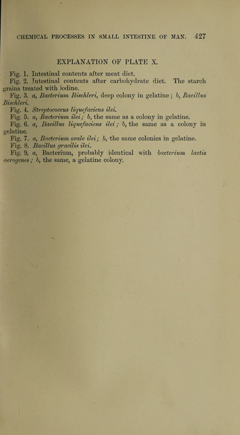 EXPLANATION OF PLATE X. Fig. 1. Intestinal contents after meat diet. Fig. 2. Intestinal contents after carbohydrate diet. The starch grains treated with iodine. Fig. 3. a, Bacterium Bischleri, deep colony in gelatine; b, Bacillus Bischleri. Fig. 4. Streptococcus liquefaciens ilei. Fig. 5. a, Bacterium ilei; b, the same as a colony in gelatine. Fig. 6. a, Bacillus liquefaciens ilei; b, the same as a colony in gelatine. Fig. 7. a, Bacterium ovale ilei; b, the same colonies in gelatine. Fig. 8. Bacillus gracilis ilei. Fig. 9. a, Bacterium, probably identical with bacterium lactis aerogenes ; b, the same, a gelatine colony.