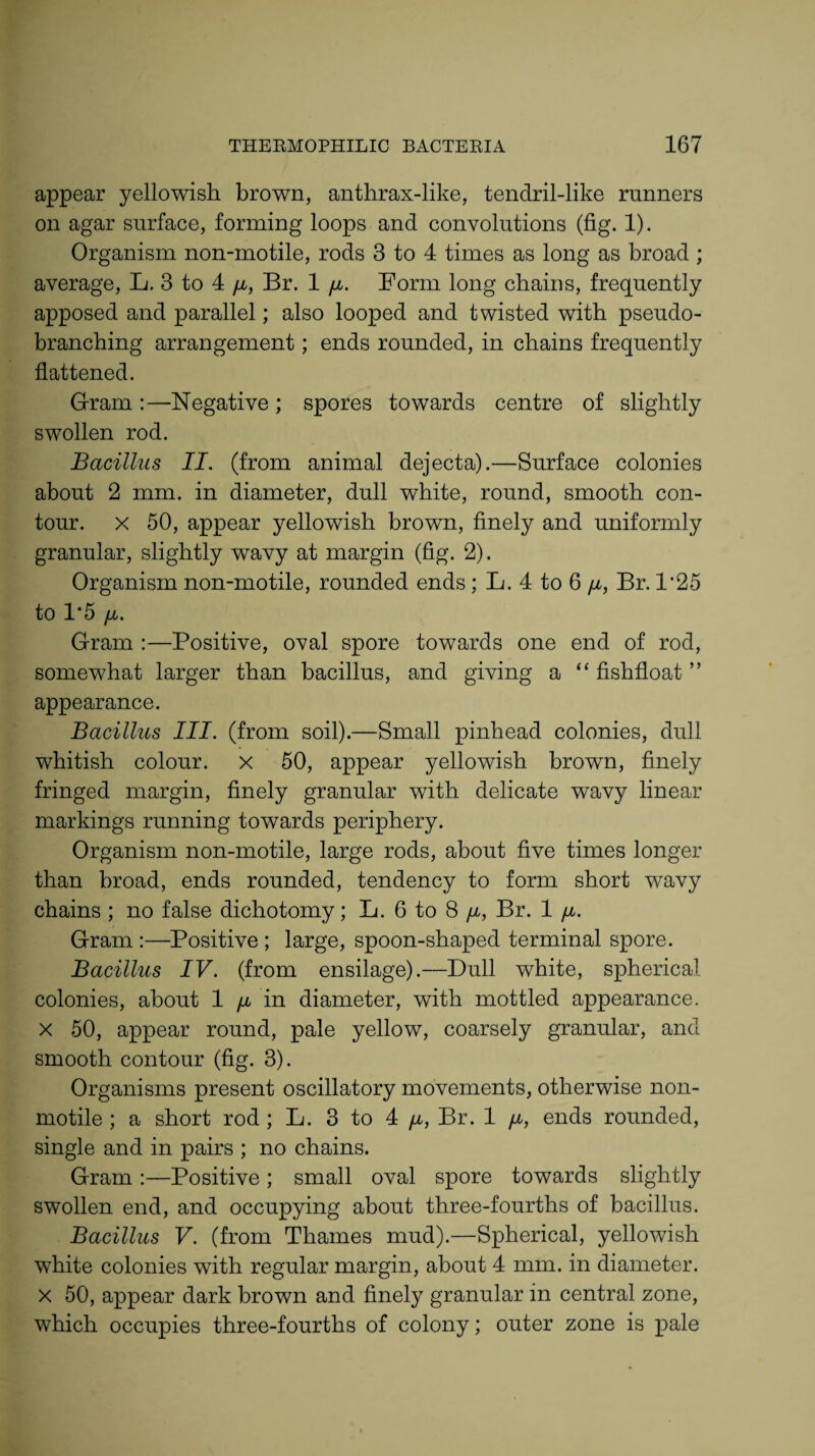 appear yellowish brown, anthrax-like, tendril-like runners on agar surface, forming loops and convolutions (fig. 1). Organism non-motile, rods 3 to 4 times as long as broad ; average, L. 3 to 4 /x, Br. 1 fi. Form long chains, frequently apposed and parallel; also looped and twisted with pseudo¬ branching arrangement; ends rounded, in chains frequently flattened. Gram:—Negative; spores towards centre of slightly swollen rod. Bacillus II. (from animal dejecta).—Surface colonies about 2 mm. in diameter, dull white, round, smooth con¬ tour. x 50, appear yellowish brown, finely and uniformly granular, slightly wavy at margin (fig. 2). Organism non-motile, rounded ends ; L. 4 to 6 [i, Br. F25 to F5 /a. Gram :—Positive, oval spore towards one end of rod, somewhat larger than bacillus, and giving a “ fishfloat ” appearance. Bacillus III. (from soil).—Small pinhead colonies, dull whitish colour, x 50, appear yellowish brown, finely fringed margin, finely granular with delicate wavy linear markings running towards periphery. Organism non-motile, large rods, about five times longer than broad, ends rounded, tendency to form short wavy chains; no false dichotomy; L. 6 to 8 /jl, Br. 1 /u. Gram :—Positive ; large, spoon-shaped terminal spore. Bacillus IV. (from ensilage).—Dull white, spherical colonies, about 1 fi in diameter, with mottled appearance, x 50, appear round, pale yellow, coarsely granular, and smooth contour (fig. 3). Organisms present oscillatory movements, otherwise non- motile ; a short rod; L. 3 to 4 /x, Br. 1 //,, ends rounded, single and in pairs ; no chains. GramPositive; small oval spore towards slightly swollen end, and occupying about three-fourths of bacillus. Bacillus V. (from Thames mud).—Spherical, yellowish white colonies with regular margin, about 4 mm. in diameter, x 50, appear dark brown and finely granular in central zone, which occupies three-fourths of colony; outer zone is pale