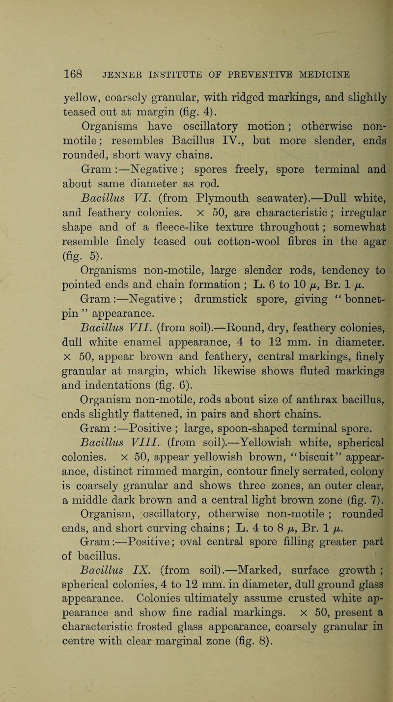 yellow, coarsely granular, with ridged markings, and slightly teased out at margin (fig. 4). Organisms have oscillatory motion; otherwise non- motile; resembles Bacillus IV., but more slender, ends rounded, short wavy chains. Gram :—Negative ; spores freely, spore terminal and about same diameter as rod. Bacillus VI. (from Plymouth seawater).—Dull white, and feathery colonies, x 50, are characteristic ; irregular shape and of a fleece-like texture throughout; somewhat resemble finely teased out cotton-wool fibres in the agar (fig. 5). Organisms non-motile, large slender rods, tendency to pointed ends and chain formation; L. 6 to 10 fi, Br. 1 /jl. Gram :—Negative ; drumstick spore, giving “ bonnet- pin ” appearance. Bacillus VII. (from soil).—Bound, dry, feathery colonies, dull white enamel appearance, 4 to 12 mm. in diameter, x 50, appear brown and feathery, central markings, finely granular at margin, which likewise shows fluted markings and indentations (fig. 6). Organism non-motile, rods about size of anthrax bacillus, ends slightly flattened, in pairs and short chains. Gram :—Positive ; large, spoon-shaped terminal spore. Bacillus VIII. (from soil).—Yellowish white, spherical colonies, x 50, appear yellowish brown, “biscuit” appear¬ ance, distinct rimmed margin, contour finely serrated, colony is coarsely granular and shows three zones, an outer clear, a middle dark brown and a central light brown zone (fig. 7). Organism, oscillatory, otherwise non-motile ; rounded ends, and short curving chains; L. 4 to 8 n, Br. 1 fi. Gram:—Positive; oval central spore filling greater part of bacillus. Bacillus IX. (from soil).—Marked, surface growth ; spherical colonies, 4 to 12 mm. in diameter, dull ground glass appearance. Colonies ultimately assume crusted white ap¬ pearance and show fine radial markings, x 50, present a characteristic frosted glass appearance, coarsely granular in centre with clear marginal zone (fig. 8).