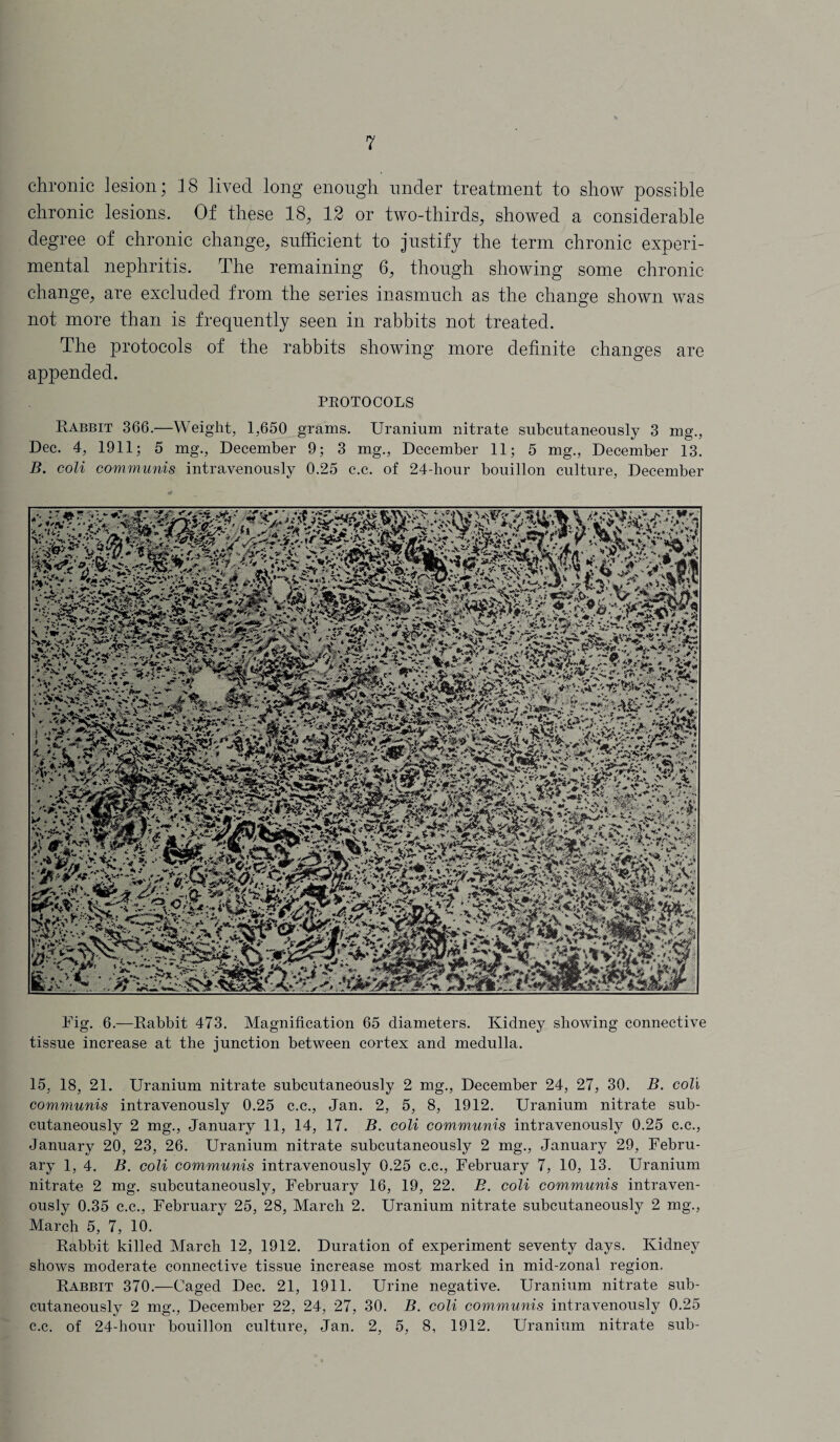 chronic lesion; 18 lived long enough under treatment to show possible chronic lesions. Of these 18, 12 or two-thirds, showed a considerable degree of chronic change, sufficient to justify the term chronic experi¬ mental nephritis. The remaining 6, though showing some chronic change, are excluded from the series inasmuch as the change shown was not more than is frequently seen in rabbits not treated. The protocols of the rabbits showing more definite changes are appended. PROTOCOLS Rabbit 366.—Weight, 1,650 grams. Uranium nitrate subcutaneously 3 mg., Dec. 4, 1911; 5 mg., December 9; 3 mg., December 11; 5 mg., December 13. B. coli communis intravenously 0.25 c.c. of 24-hour bouillon culture, December Fig. 6.—Rabbit 473. Magnification 65 diameters. Kidney showing connective tissue increase at the junction between cortex and medulla. 15, 18, 21. Uranium nitrate subcutaneously 2 mg., December 24, 27, 30. B. coli communis intravenously 0.25 c.c., Jan. 2, 5, 8, 1912. Uranium nitrate sub¬ cutaneously 2 mg., January 11, 14, 17. B. coli communis intravenously 0.25 c.c., January 20, 23, 26. Uranium nitrate subcutaneously 2 mg., January 29, Febru¬ ary 1, 4. B. coli communis intravenously 0.25 c.c., February 7, 10, 13. Uranium nitrate 2 mg. subcutaneously, February 16, 19, 22. B. coli communis intraven¬ ously 0.35 c.c., February 25, 28, March 2. Uranium nitrate subcutaneously 2 mg., March 5, 7, 10. Rabbit killed March 12, 1912. Duration of experiment' seventy days. Kidney shows moderate connective tissue increase most marked in mid-zonal region. Rabbit 370.—Caged Dec. 21, 1911. Urine negative. Uranium nitrate sub¬ cutaneously 2 mg., December 22, 24, 27, 30. B. coli communis intravenously 0.25 c.c. of 24-hour bouillon culture, Jan. 2, 5, 8, 1912. Uranium nitrate sub-