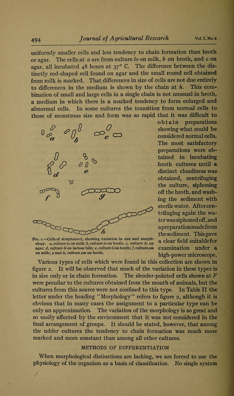 uniformly smaller cells and less tendency to chain formation than broth or agar. The cells at a are from culture lo on milk, b on broth, and c on agar, all incubated 48 hours at 370 C. The difference between the dis¬ tinctly rod-shaped cell found on agar and the small round cell obtained from milk is marked. That differences in size of cells are not due entirely to differences in the medium is shown by the chain at h. This com¬ bination of small and large cells in a single chain is not unusual in broth, a medium in which there is a marked tendency to form enlarged and abnormal cells. In some cultures the transition from normal cells to those of monstrous size and form was so rapid that it was difficult to obtain p reparations <z '4 s CO 0 CD 0 $0 u d % 0 8 e <b CP^XDCQO showing what could be considered normal cells. The most satisfactory preparations were ob¬ tained in incubating .broth cultures until a distinct cloudiness was obtained, centrifuging the culture, siphoning off the broth, and wash¬ ing the sediment with sterile water. After cen¬ trifuging again the wa¬ ter was siphoned off, and apreparationmadefrom the sediment. This gave a clear field suitable for examination under a high-power microscope. Various types of cells which were found in this collection are shown in figure 2. It will be observed that much of the variation in these types is in size only or in chain formation. The slender-pointed cells shown at F were peculiar to the cultures obtained from the mouth of animals, but the cultures from this source were not confined to this type. In Table II the letter under the heading “Morphology” refers to figure 2, although it is obvious that in many cases the assignment to a particular type can be only an approximation. The variation of the morphology is so great and so easily affected by the environment that it was not considered in the final arrangement of groups. It should be stated, however, that among the udder cultures the tendency to chain formation was much more marked and more constant than among all other cultures. METHODS OF DIFFERENTIATION When morphological distinctions are lacking, we are forced to use the physiology of the organism as a basis of classification. No single system Fig. i.—Cells of streptococci, showing variation in size and morph¬ ology. a, culture lo on milk; b, culture lo on broth; c, culture lo on agar; d, culture li on lactose bile; e, culture li on broth; /, culture grn on milk; g and h, culture gm on broth.