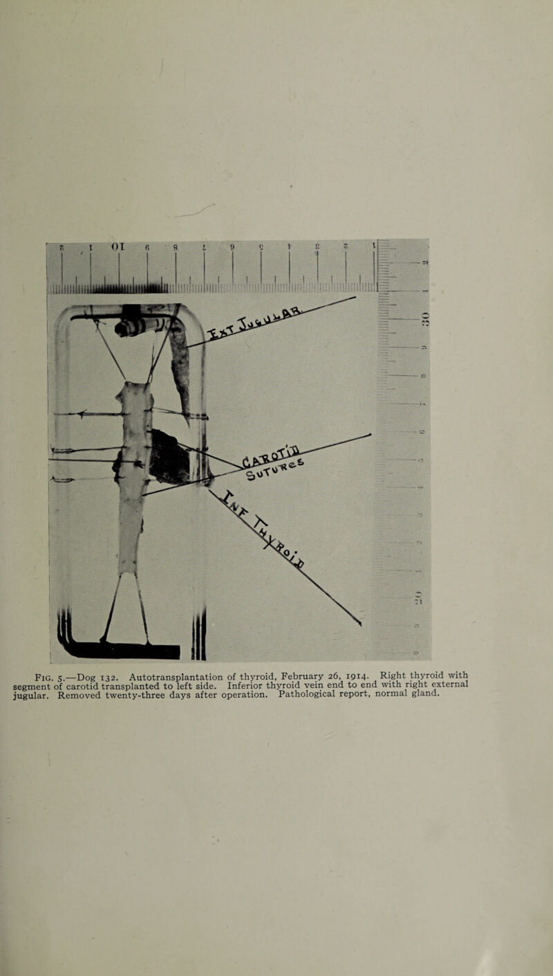 Fig. 5.—Dog 132. Autotransplantation of thyroid, February 26, 1914- Right thyroid with segment of carotid transplanted to left side. Inferior thyroid vein end to end with right external jugular. Removed twenty-three days after operation. Pathological report, normal gland.