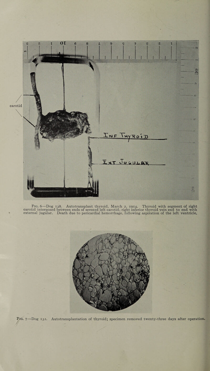 Fig. 6—Dog 138. Autotransplant thyroid, March 2, 1914. Thyroid with segment of right carotid interposed between ends of severed left carotid, right inferior thyroid vein end to end with external jugular. Death due to pericardial hemorrhage, following aspiration of the left ventricle. Fig. 7—Dog 132. Autotransplantation of thyroid; specimen removed twenty-three days after operation.