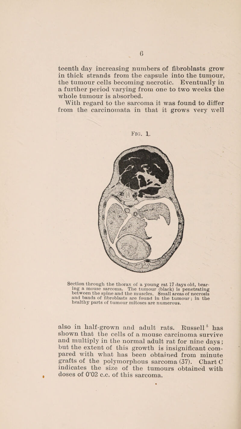 G teentli day increasing numbers of fibroblasts grow in thick strands from the capsule into the tumour, the tumour cells becoming necrotic. Eventually in a further period varying from one to two weeks the whole tumour is absorbed. With regard to the sarcoma it was found to differ from the carcinomata in that it grows very well Fig. 1. Section through the thorax of a young rat 17 days old, bear¬ ing a mouse sarcoma. The tumour (black) is penetrating between the spine and the muscles. Small areas of necrosis and bands of fibroblasts are found in the tumour ; in the healthy parts of tumour mitoses are numerous. also in half-grown and adult rats. Russell5 has shown that the cells of a mouse carcinoma survive and multiply in the normal adult rat for nine days; but the extent of this growth is insignificant com¬ pared with what has been obtained from minute grafts of the polymorphous sarcoma (37). Chart C indicates the size of the tumours obtained with doses of 0'02 c.c. of this sarcoma.