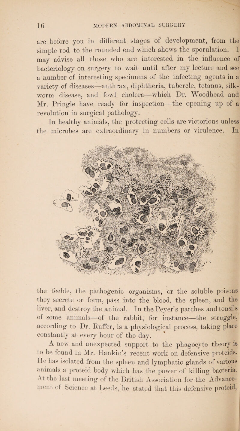 are before you in different stages of development, from tlie simple rod to the rounded end which shows the sporulation. I may advise all those who are interested in the influence of bacteriology on surgery to wait until after my lecture and see a number of interesting specimens of the infecting agents in a variety of diseases—anthrax, diphtheria, tubercle, tetanus, silk¬ worm disease, and fowl cholera—which Dr. Woodhead and Mr. Pringle have ready for inspection—the opening up of a revolution in surgical pathology. In healthy animals, the protecting cells are victorious unless the microbes are extraordinary in numbers or virulence. In the feeble, the pathogenic organisms, or the soluble poisons they secrete or form, pass into the blood, the spleen, and the liver, and destroy the animal. In the Peyer’s patches and tonsils of some animals—of the rabbit, for instance—the struggle, according to Dr. Puffer, is a physiological process, taking place constantly at every hour of the day. A new and unexpected support to the phagocyte theory is to be found in Mr. Hankin’s recent work on defensive proteids. lie has isolated from the spleen and lymphatic glands of various animals a proteid body which has the power of killing bacteria. At the last meeting of the British Association for the Advance¬ ment of Science at Leeds, he stated that this defensive proteid,