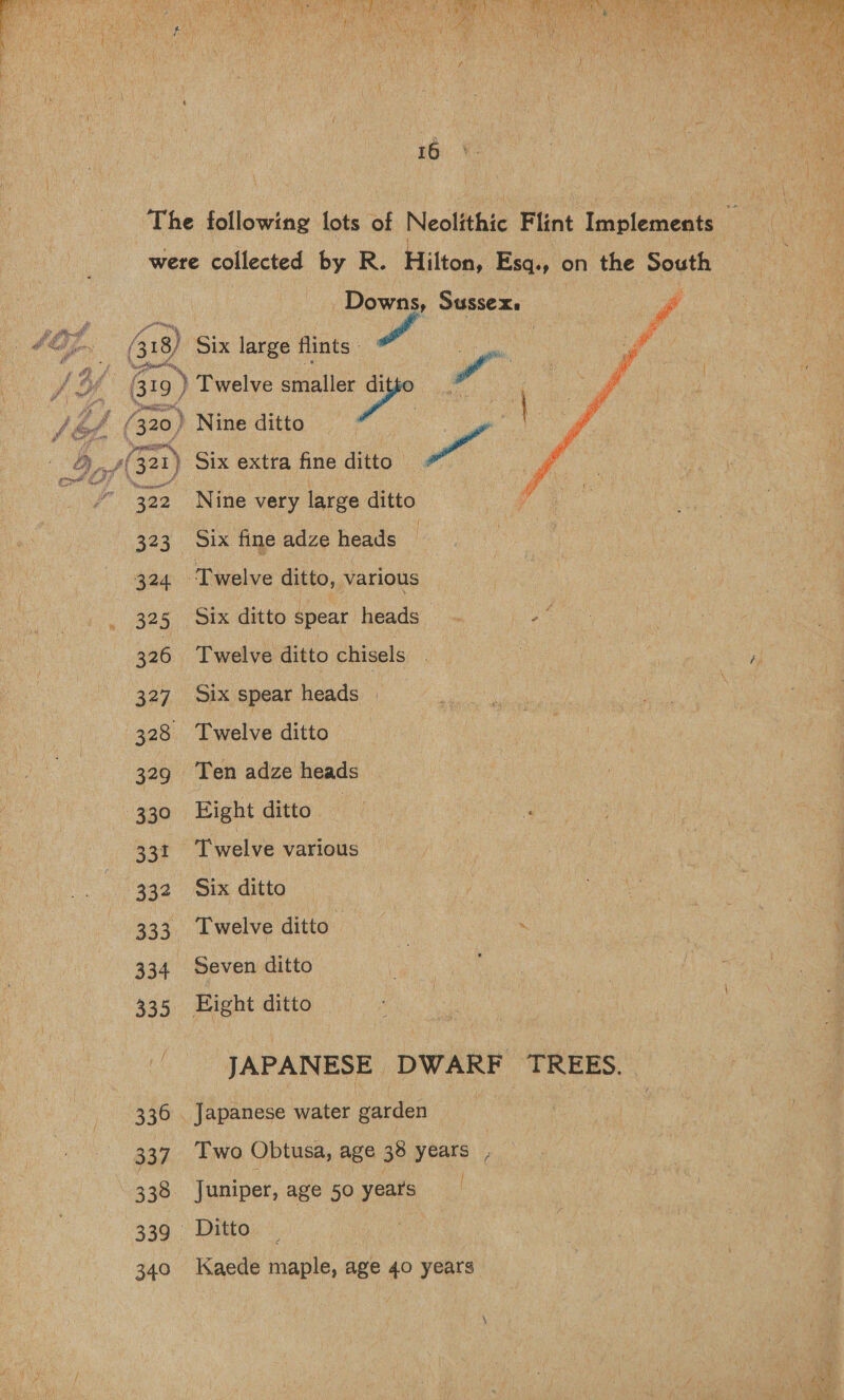  16 were collected by R. Hilton, Esq., on the South Downs, Sussex. : Pd 418) Six large flints - ra ht uae fo Gs) Twelve smaller PM a (om) ) Nmedittie fo. 4 (321) ) Six extra fine ditto” we Beers Nine very large ditto. {  323 Six fine adze heads 324 ‘Twelve ditto, various | 325 Six ditto spear heads. -~ Le 326 Twelve ditto chisels 327 Six spear heads 328 Twelve ditto 329 Ten adze heads Sap) Twelve various 332 Six ditto 333 Twelve ditto ee | % 334 Seven ditto , 335 Eight ditto ey JAPANESE DWARF TREES. 336. Japanese water garden 337. Two Obtusa, age 38 years , 333. Juniper, age 50 years 339 Ditto 340 Kaede maple, age 40 years 