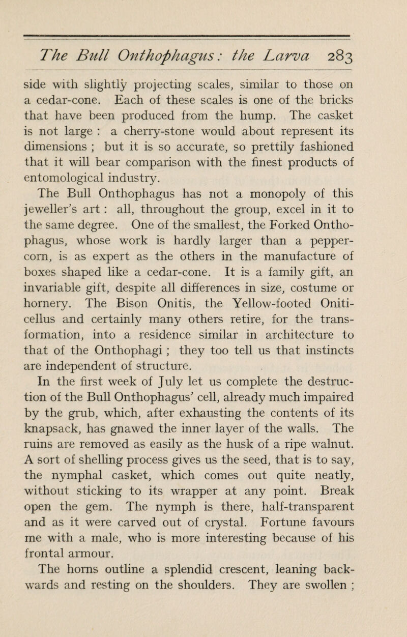side with slightly projecting scales, similar to those on a cedar-cone. Each of these scales is one of the bricks that have been produced from the hump. The casket is not large : a cherry-stone would about represent its dimensions ; but it is so accurate, so prettily fashioned that it will bear comparison with the finest products of entomological industry. The Bull Onthophagus has not a monopoly of this jeweller’s art : all, throughout the group, excel in it to the same degree. One of the smallest, the Forked Ontho¬ phagus, whose work is hardly larger than a pepper¬ corn, is as expert as the others in the manufacture of boxes shaped like a cedar-cone. It is a family gift, an invariable gift, despite all differences in size, costume or hornery. The Bison Onitis, the Yellow-footed Oniti- cellus and certainly many others retire, for the trans¬ formation, into a residence similar in architecture to that of the Onthophagi ; they too tell us that instincts are independent of structure. In the first week of July let us complete the destruc¬ tion of the Bull Onthophagus’ cell, already much impaired by the grub, which, after exhausting the contents of its knapsack, has gnawed the inner layer of the walls. The ruins are removed as easily as the husk of a ripe walnut. A sort of shelling process gives us the seed, that is to say, the nymphal casket, which comes out quite neatly, without sticking to its wrapper at any point. Break open the gem. The nymph is there, half-transparent and as it were carved out of crystal. Fortune favours me with a male, who is more interesting because of his frontal armour. The horns outline a splendid crescent, leaning back¬ wards and resting on the shoulders. They are swollen ;