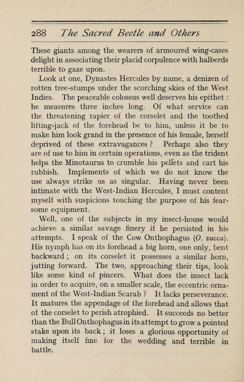 These giants among the wearers of armoured wing-cases delight in associating their placid corpulence with halberds terrible to gaze upon. Look at one, Dynastes Hercules by name, a denizen of rotten tree-stumps under the scorching skies of the West Indies. The peaceable colossus well deserves his epithet : he measures three inches long. Of what service can the threatening rapier of the corselet and the toothed lifting-jack of the forehead be to him, unless it be to make him look grand in the presence of his female, herself deprived of these extravagances ? Perhaps also they are of use to him in certain operations, even as the trident helps the Minotaurus to crumble his pellets and cart his rubbish. Implements of which we do not know the use always strike us as singular. Having never been intimate with the West-Indian Hercules, I must content myself with suspicions touching the purpose of his fear¬ some equipment. Well, one of the subjects in my insect-house would achieve a similar savage finery if he persisted in his attempts. I speak of the Cow Onthophagus (0. vacca). His nymph has on its forehead a big horn, one only, bent backward ; on its corselet it possesses a similar horn, jutting forward. The two, approaching their tips, look like some kind of pincers. What does the insect lack in order to acquire, on a smaller scale, the eccentric orna¬ ment of the West-Indian Scarab ? It lacks perseverance. It matures the appendage of the forehead and allows that of the corselet to perish atrophied. It succeeds no better than the Bull Onthophagus in its attempt to grow a pointed stake upon its back ; it loses a glorious opportunity of making itself fine for the wedding and terrible in battle.