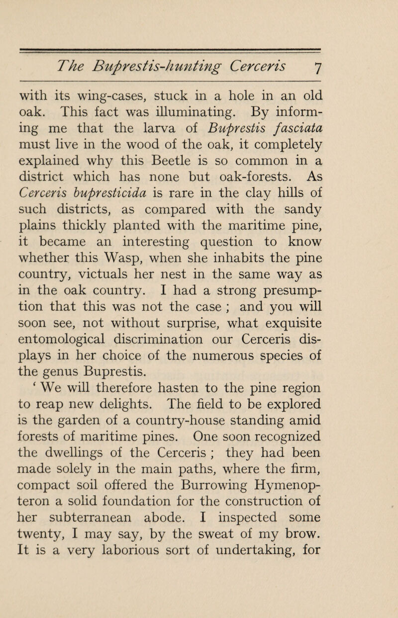 with its wing-cases, stuck in a hole in an old oak. This fact was illuminating. By inform¬ ing me that the larva of Buprestis fasciata must live in the wood of the oak, it completely explained why this Beetle is so common in a district which has none but oak-forests. As Cerceris bupresticida is rare in the clay hills of such districts, as compared with the sandy plains thickly planted with the maritime pine, it became an interesting question to know whether this Wasp, when she inhabits the pine country, victuals her nest in the same way as in the oak country. I had a strong presump¬ tion that this was not the case ; and you will soon see, not without surprise, what exquisite entomological discrimination our Cerceris dis¬ plays in her choice of the numerous species of the genus Buprestis. ‘ We will therefore hasten to the pine region to reap new delights. The field to be explored is the garden of a country-house standing amid forests of maritime pines. One soon recognized the dwellings of the Cerceris ; they had been made solely in the main paths, where the firm, compact soil offered the Burrowing Hymenop- teron a solid foundation for the construction of her subterranean abode. I inspected some twenty, I may say, by the sweat of my brow. It is a very laborious sort of undertaking, for