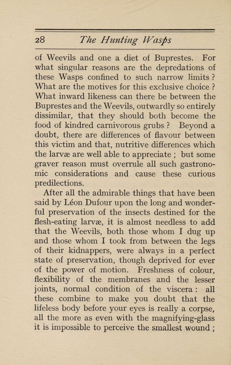 of Weevils and one a diet of Buprestes. For what singular reasons are the depredations of these Wasps confined to such narrow limits ? What are the motives for this exclusive choice ? What inward likeness can there be between the Buprestes and the Weevils, outwardly so entirely dissimilar, that they should both become the food of kindred carnivorous grubs ? Beyond a doubt, there are differences of flavour between this victim and that, nutritive differences which the larvæ are well able to appreciate ; but some graver reason must overrule all such gastrono¬ mic considerations and cause these curious predilections. After all the admirable things that have been said by Léon Dufour upon the long and wonder¬ ful preservation of the insects destined for the flesh-eating larvae, it is almost needless to add that the Weevils, both those whom I dug up and those whom I took from between the legs of their kidnappers, were always in a perfect state of preservation, though deprived for ever of the power of motion. Freshness of colour, flexibility of the membranes and the lesser joints, normal condition of the viscera : all these combine to make you doubt that the lifeless body before your eyes is really a corpse, all the more as even with the magnifying-glass it is impossible to perceive the smallest wound ;