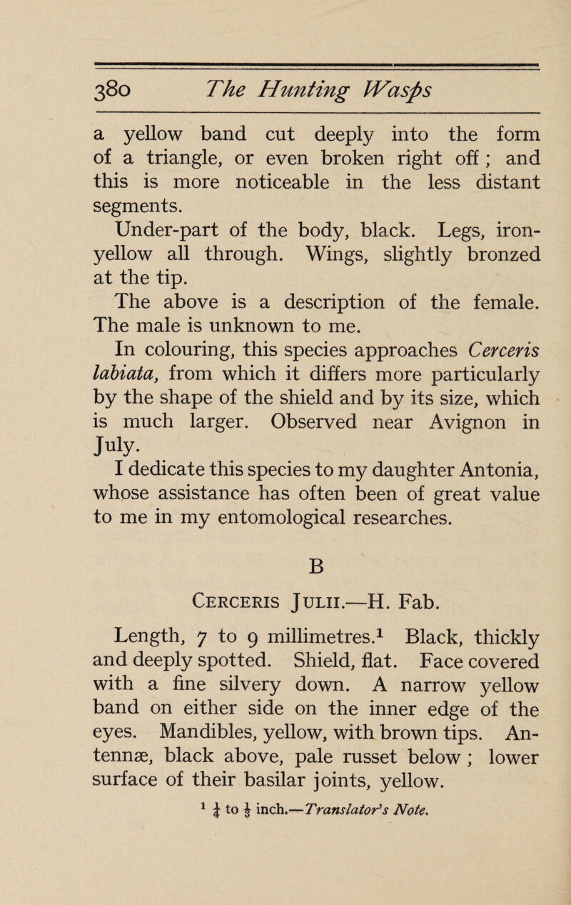 a yellow band cut deeply into the form of a triangle, or even broken right off ; and this is more noticeable in the less distant segments. Under-part of the body, black. Legs, iron- yellow all through. Wings, slightly bronzed at the tip. The above is a description of the female. The male is unknown to me. In colouring, this species approaches Cerceris lahiata, from which it differs more particularly by the shape of the shield and by its size, which is much larger. Observed near Avignon in July. I dedicate this species to my daughter Antonia, whose assistance has often been of great value to me in my entomological researches. B Cerceris Julii.—H. Fab. Length, 7 to 9 millimetres.1 Black, thickly and deeply spotted. Shield, flat. Face covered with a fine silvery down. A narrow yellow band on either side on the inner edge of the eyes. Mandibles, yellow, with brown tips. An¬ tennae, black above, pale russet below ; lower surface of their basilar joints, yellow.