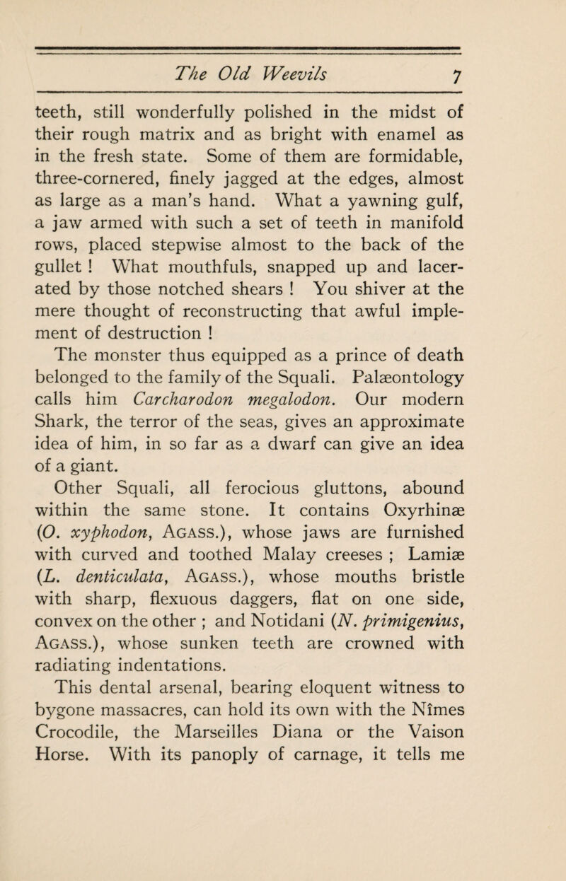 teeth, still wonderfully polished in the midst of their rough matrix and as bright with enamel as in the fresh state. Some of them are formidable, three-cornered, finely jagged at the edges, almost as large as a man’s hand. What a yawning gulf, a jaw armed with such a set of teeth in manifold rows, placed stepwise almost to the back of the gullet ! What mouthfuls, snapped up and lacer¬ ated by those notched shears ! You shiver at the mere thought of reconstructing that awful imple¬ ment of destruction ! The monster thus equipped as a prince of death belonged to the family of the Squali. Palæontology calls him Carcharodon megalodon. Our modern Shark, the terror of the seas, gives an approximate idea of him, in so far as a dwarf can give an idea of a giant. Other Squali, all ferocious gluttons, abound within the same stone. It contains Oxyrhinæ (O. xyphodon, Agass.), whose jaws are furnished with curved and toothed Malay creeses ; Lamiæ (L. denticulata^ Agass.), whose mouths bristle with sharp, flexuous daggers, flat on one side, convex on the other ; and Notidani {N. primigenius^ Agass.), whose sunken teeth are crowned with radiating indentations. This dental arsenal, bearing eloquent witness to bygone massacres, can hold its own with the Nîmes Crocodile, the Marseilles Diana or the Vaison Horse. With its panoply of carnage, it tells me