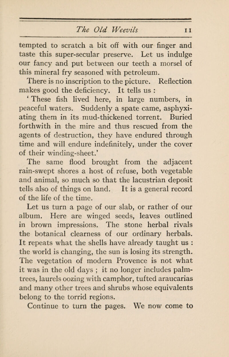 tempted to scratch a bit off with our finger and taste this super-secular preserve. Let us indulge our fancy and put between our teeth a morsel of this mineral fry seasoned with petroleum. There is no inscription to the picture. Reflection makes good the deficiency. It tells us : ^ These fish lived here, in large numbers, in peaceful waters. Suddenly a spate came, asphyxi¬ ating them in its mud-thickened torrent. Buried forthwith in the mire and thus rescued from the agents of destruction, they have endured through time and will endure indefinitely, under the cover of their winding-sheet.’ The same flood brought from the adjacent rain-swept shores a host of refuse, both vegetable and animal, so much so that the lacustrian deposit tells also of things on land. It is a general record of the life of the time. Let us turn a page of our slab, or rather of our album. Here are winged seeds, leaves outlined in brown impressions. The stone herbal rivals the botanical clearness of our ordinary herbals. It repeats what the shells have already taught us : the world is changing, the sun is losing its strength. The vegetation of modern Provence is not what it was in the old days ; it no longer includes palm- trees, laurels oozing with camphor, tufted araucarias and many other trees and shrubs whose equivalents belong to the torrid regions. Continue to turn the pages. We now come to