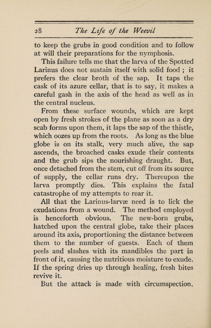 to keep the grubs in good condition and to follow at will their preparations for the nymphosis. This failure tells me that the larva of the Spotted Larinus does not sustain itself with solid food ; it prefers the clear broth of the sap. It taps the cask of its azure cellar, that is to say, it makes a careful gash in the axis of the head as well as in the central nucleus. From these surface wounds, which are kept open by fresh strokes of the plane as soon as a dry scab forms upon them, it laps the sap of the thistle, which oozes up from the roots. As long as the blue globe is on its stalk, very much alive, the sap ascends, the broached casks exude their contents and the grub sips the nourishing draught. But, once detached from the stem, cut off from its source of supply, the cellar runs dry. Thereupon the larva promptly dies. This explains the fatal catastrophe of my attempts to rear it. All that the Lariniis-larvæ need is to lick the exudations from a wound. The method employed is henceforth obvious. The new-born grubs, hatched upon the central globe, take their places around its axis, proportioning the distance between them to the number of guests. Each of them peels and slashes with its mandibles the part in front of it, causing the nutritious moisture to exude. If the spring dries up through healing, fresh bites revive it. But the attack is made with circumspection,