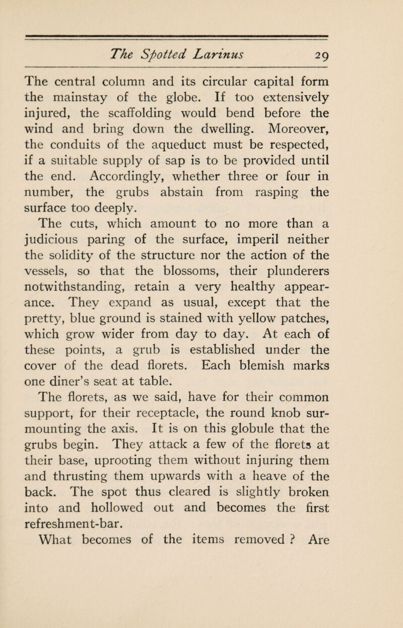 The central column and its circular capital form the mainstay of the globe. If too extensively injured, the scaffolding would bend before the wind and bring down the dwelling. Moreover, the conduits of the aqueduct must be respected, if a suitable supply of sap is to be provided until the end. Accordingly, whether three or four in number, the grubs abstain from rasping the surface too deeply. The cuts, which amount to no more than a judicious paring of the surface, imperil neither the solidity of the structure nor the action of the vessels, so that the blossoms, their plunderers notwithstanding, retain a very healthy appear¬ ance. They expand as usual, except that the pretty, blue ground is stained with yellow patches, which grow wider from day to day. At each of these points, a grub is established under the cover of the dead florets. Each blemish marks one diner’s seat at table. The florets, as we said, have for their common support, for their receptacle, the round knob sur¬ mounting the axis. It is on this globule that the grubs begin. They attack a few of the florets at their base, uprooting them without injuring them and thrusting them upwards with a heave of the back. The spot thus cleared is slightly broken into and hollowed out and becomes the first refreshment-bar. What becomes of the items removed ? Are