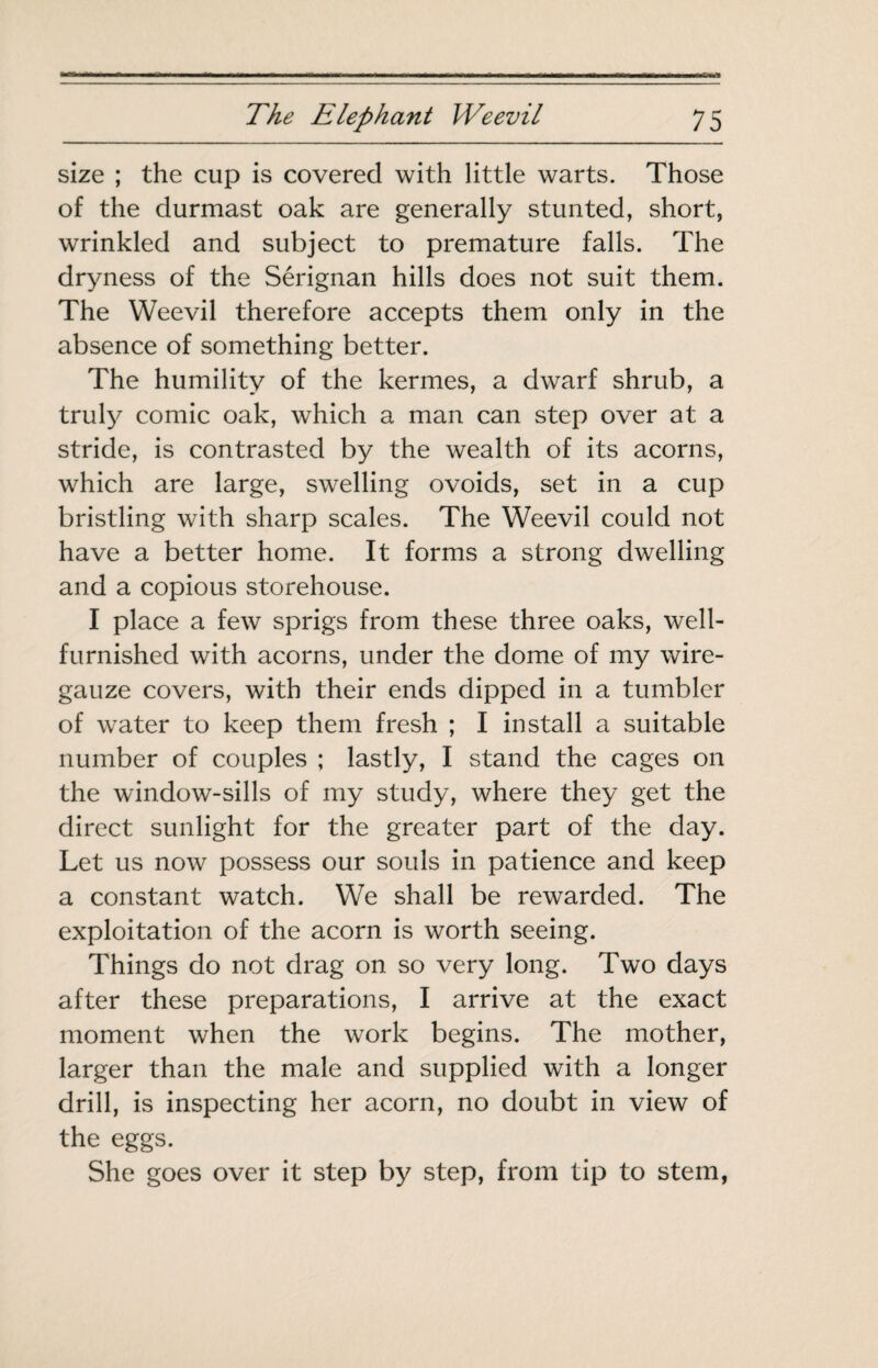 size ; the cup is covered with little warts. Those of the durmast oak are generally stunted, short, wrinkled and subject to premature falls. The dryness of the Sérignan hills does not suit them. The Weevil therefore accepts them only in the absence of something better. The humility of the kermes, a dwarf shrub, a truly comic oak, which a man can step over at a stride, is contrasted by the wealth of its acorns, which are large, swelling ovoids, set in a cup bristling with sharp scales. The Weevil could not have a better home. It forms a strong dwelling and a copious storehouse. I place a few sprigs from these three oaks, well- furnished with acorns, under the dome of my wire- gauze covers, with their ends dipped in a tumbler of water to keep them fresh ; I install a suitable number of couples ; lastly, I stand the cages on the window-sills of my study, where they get the direct sunlight for the greater part of the day. Let us now possess our souls in patience and keep a constant watch. We shall be rewarded. The exploitation of the acorn is worth seeing. Things do not drag on so very long. Two days after these preparations, I arrive at the exact moment when the work begins. The mother, larger than the male and supplied with a longer drill, is inspecting her acorn, no doubt in view of the eggs. She goes over it step by step, from tip to stem,