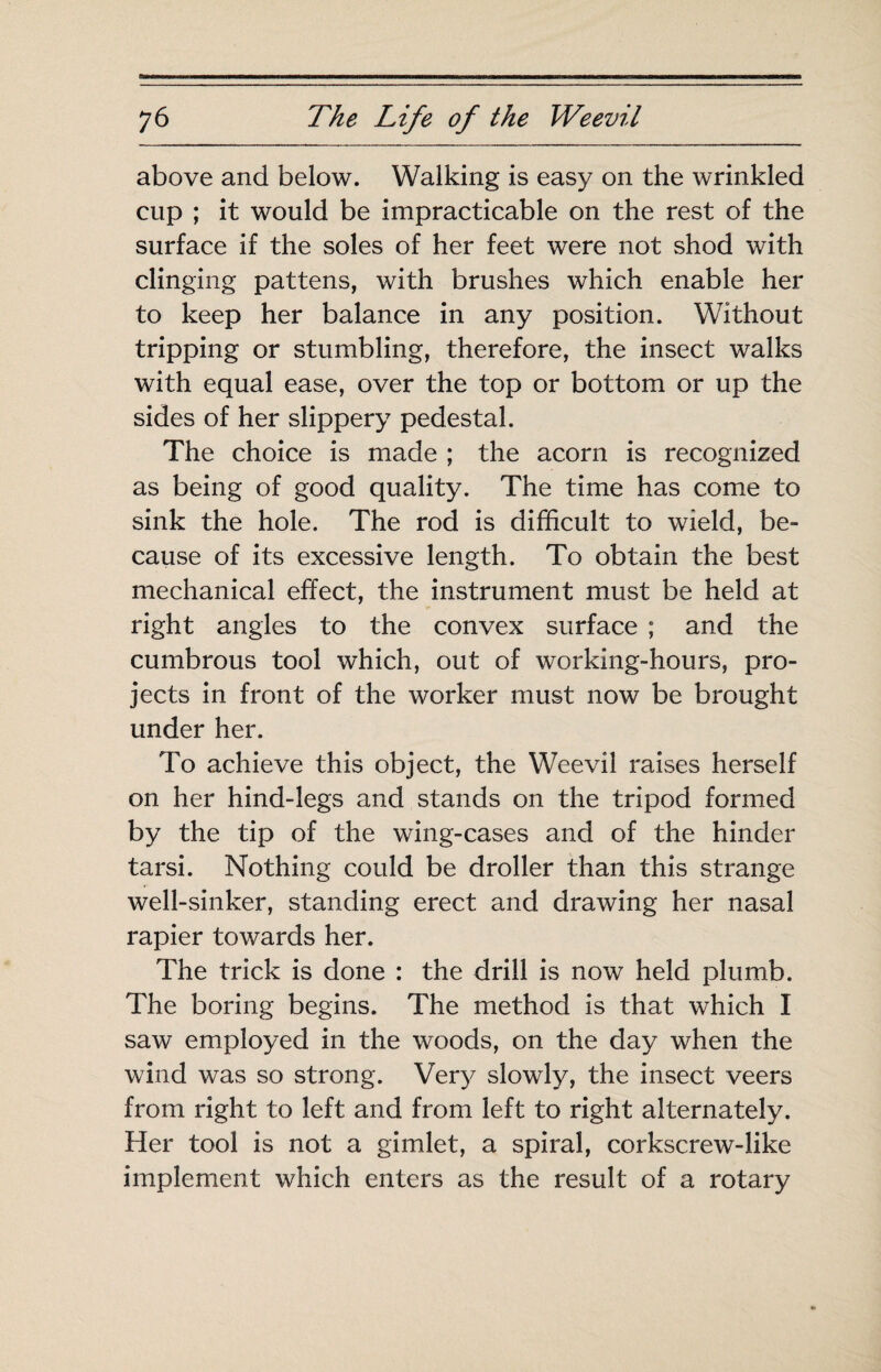 above and below. Walking is easy on the wrinkled cup ; it would be impracticable on the rest of the surface if the soles of her feet were not shod with clinging pattens, with brushes which enable her to keep her balance in any position. Without tripping or stumbling, therefore, the insect walks with equal ease, over the top or bottom or up the sides of her slippery pedestal. The choice is made ; the acorn is recognized as being of good quality. The time has come to sink the hole. The rod is difficult to wield, be¬ cause of its excessive length. To obtain the best mechanical effect, the instrument must be held at right angles to the convex surface ; and the cumbrous tool which, out of working-hours, pro¬ jects in front of the worker must now be brought under her. To achieve this object, the Weevil raises herself on her hind-legs and stands on the tripod formed by the tip of the wing-cases and of the hinder tarsi. Nothing could be droller than this strange well-sinker, standing erect and drawing her nasal rapier towards her. The trick is done : the drill is now held plumb. The boring begins. The method is that which I saw employed in the woods, on the day when the wind was so strong. Very slowly, the insect veers from right to left and from left to right alternately. Her tool is not a gimlet, a spiral, corkscrew-like implement which enters as the result of a rotary