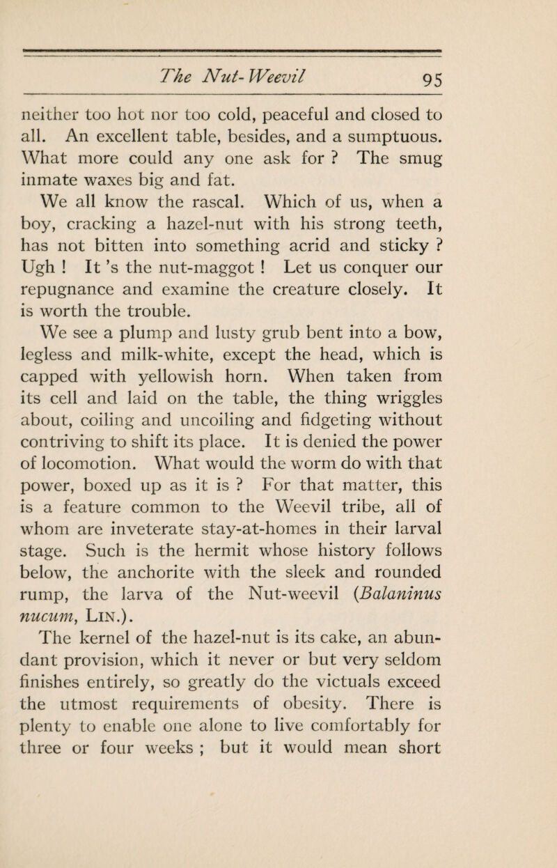 neither too hot nor too cold, peaceful and closed to all. An excellent table, besides, and a sumptuous. What more could any one ask for ? The smug inmate waxes big and fat. We all know the rascal. Which of us, when a boy, cracking a hazel-nut with his strong teeth, has not bitten into something acrid and sticky ? Ugh ! It’s the nut-maggot ! Let us conquer our repugnance and examine the creature closely. It is worth the trouble. We see a plump and lusty grub bent into a bow, legless and milk-white, except the head, which is capped with yellowish horn. When taken from its cell and laid on the table, the thing wriggles about, coiling and uncoiling and fidgeting without contriving to shift its place. It is denied the power of locomotion. What would the worm do with that power, boxed up as it is ? For that matter, this is a feature common to the Weevil tribe, all of whom are inveterate stay-at-homes in their larval stage. Such is the hermit whose history follows below, the anchorite with the sleek and rounded rump, the larva of the Nut-weevil {Balaninus nucum, Lin.). The kernel of the hazel-nut is its cake, an abun¬ dant provision, which it never or but very seldom finishes entirely, so greatly do the victuals exceed the utmost requirements of obesity. There is plenty to enable one alone to live comfortably for three or four weeks ; but it would mean short