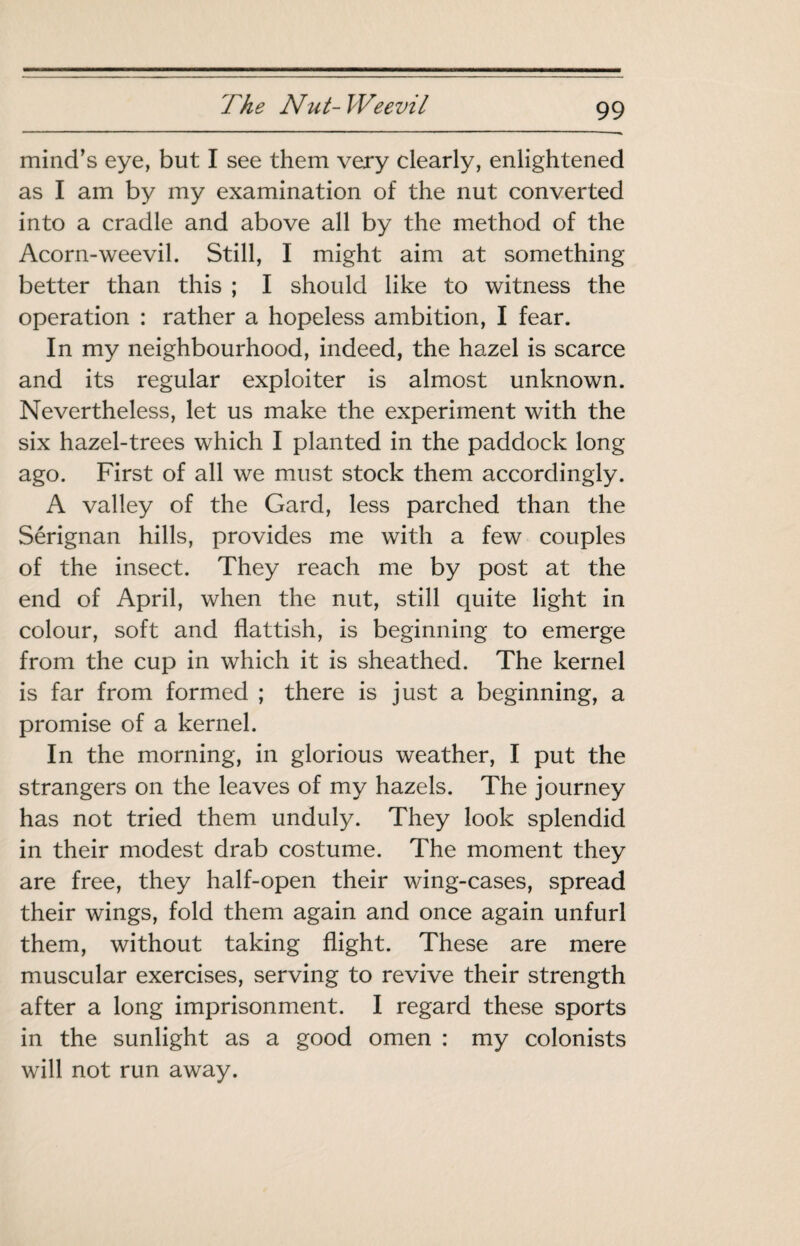 mind’s eye, but I see them very clearly, enlightened as I am by my examination of the nut converted into a cradle and above all by the method of the Acorn-weevil. Still, I might aim at something better than this ; I should like to witness the operation : rather a hopeless ambition, I fear. In my neighbourhood, indeed, the hazel is scarce and its regular exploiter is almost unknown. Nevertheless, let us make the experiment with the six hazel-trees which I planted in the paddock long ago. First of all we must stock them accordingly. A valley of the Gard, less parched than the Sérignan hills, provides me with a few couples of the insect. They reach me by post at the end of April, when the nut, still quite light in colour, soft and flattish, is beginning to emerge from the cup in which it is sheathed. The kernel is far from formed ; there is just a beginning, a promise of a kernel. In the morning, in glorious weather, I put the strangers on the leaves of my hazels. The journey has not tried them unduly. They look splendid in their modest drab costume. The moment they are free, they half-open their wing-cases, spread their wings, fold them again and once again unfurl them, without taking flight. These are mere muscular exercises, serving to revive their strength after a long imprisonment. I regard these sports in the sunlight as a good omen : my colonists will not run away.