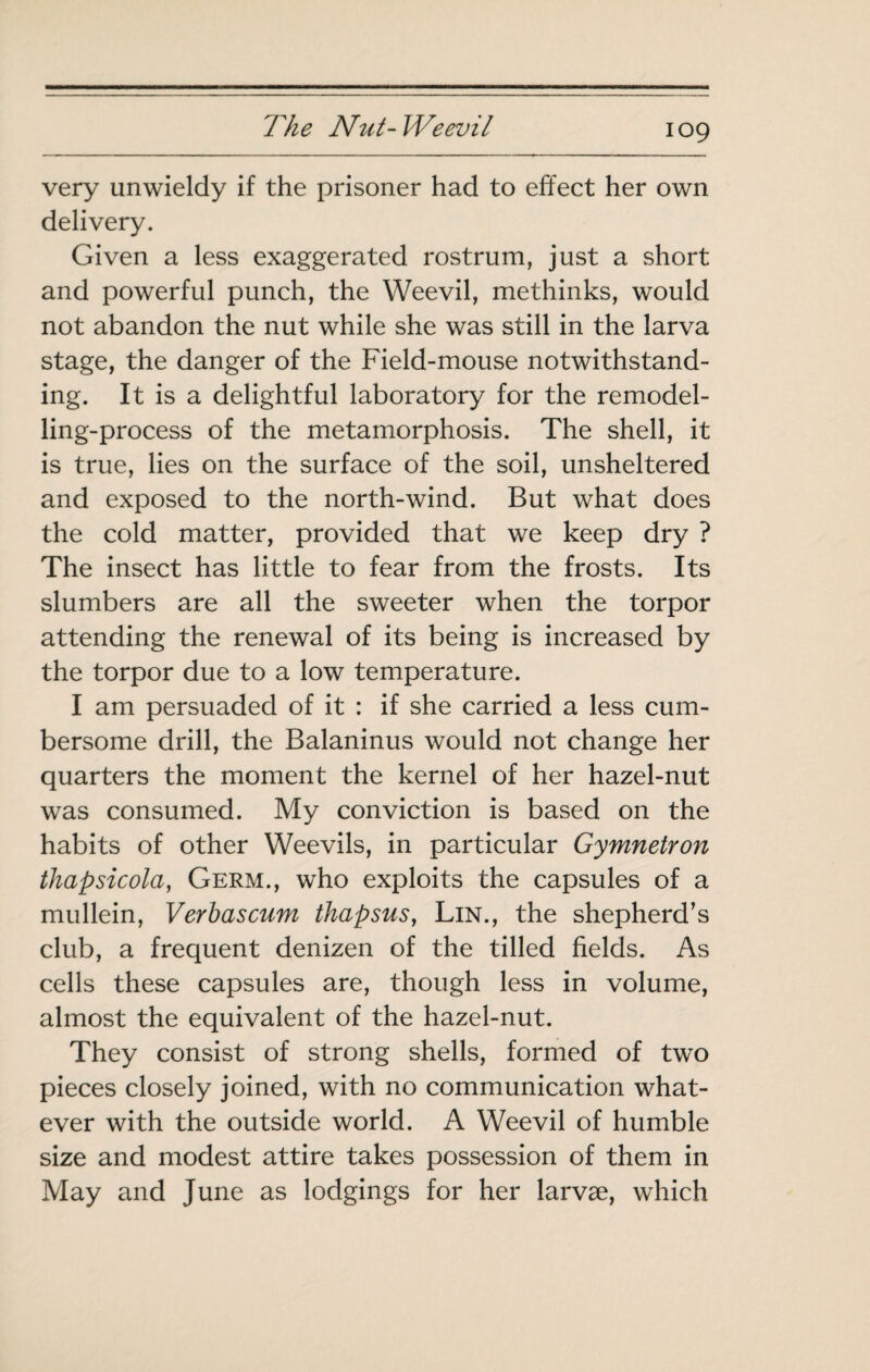 very unwieldy if the prisoner had to effect her own delivery. Given a less exaggerated rostrum, just a short and powerful punch, the Weevil, methinks, would not abandon the nut while she was still in the larva stage, the danger of the Field-mouse notwithstand¬ ing. It is a delightful laboratory for the remodel¬ ling-process of the metamorphosis. The shell, it is true, lies on the surface of the soil, unsheltered and exposed to the north-wind. But what does the cold matter, provided that we keep dry ? The insect has little to fear from the frosts. Its slumbers are all the sweeter when the torpor attending the renewal of its being is increased by the torpor due to a low temperature. I am persuaded of it : if she carried a less cum¬ bersome drill, the Balaninus would not change her quarters the moment the kernel of her hazel-nut was consumed. My conviction is based on the habits of other Weevils, in particular Gymnetron thapsicola, Germ., who exploits the capsules of a mullein, Verhascum thapsus, Lin., the shepherd’s club, a frequent denizen of the tilled fields. As cells these capsules are, though less in volume, almost the equivalent of the hazel-nut. They consist of strong shells, formed of two pieces closely joined, with no communication what¬ ever with the outside world. A Weevil of humble size and modest attire takes possession of them in May and June as lodgings for her larvæ, which