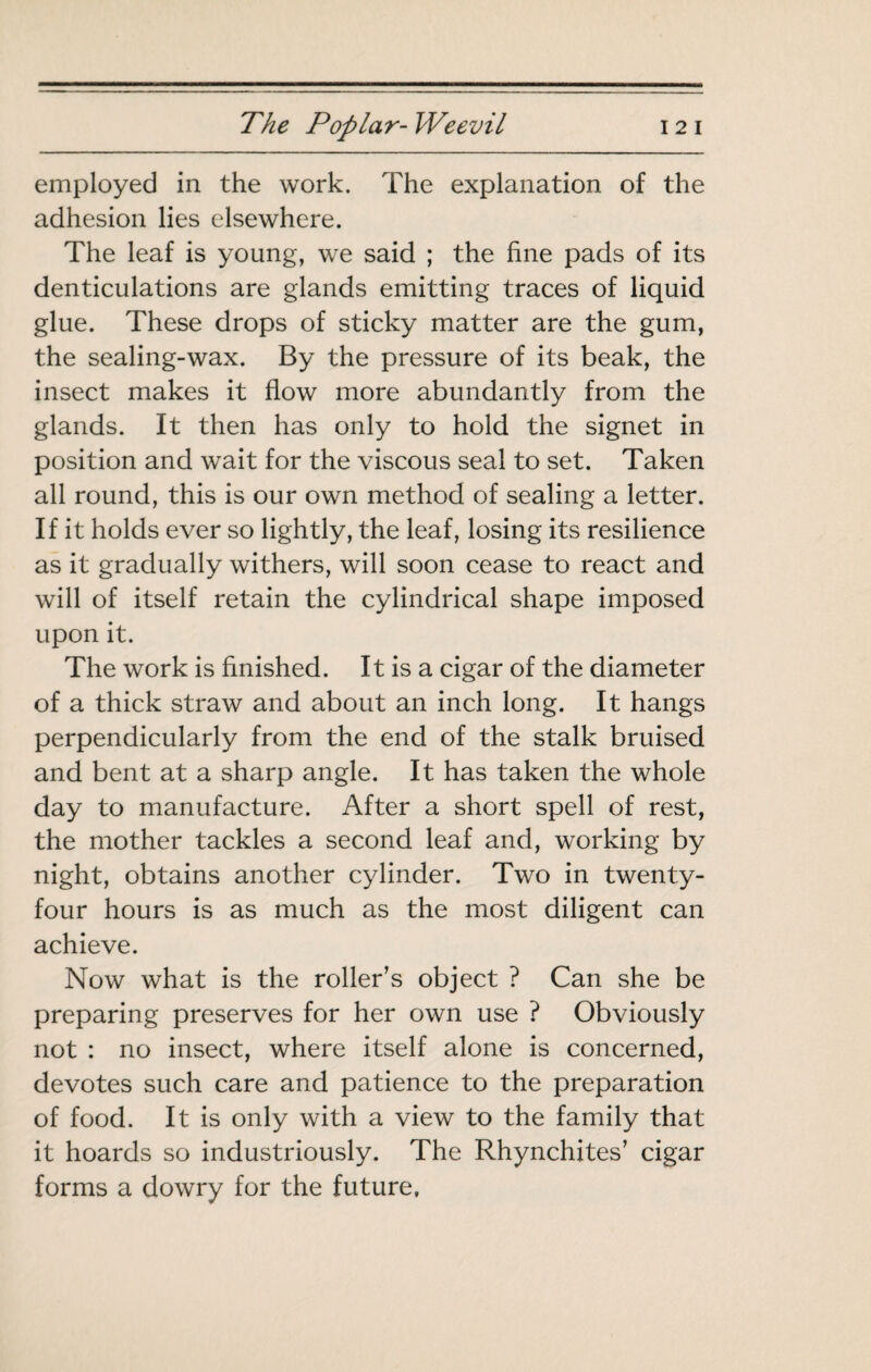 employed in the work. The explanation of the adhesion lies elsewhere. The leaf is young, we said ; the fine pads of its denticulations are glands emitting traces of liquid glue. These drops of sticky matter are the gum, the sealing-wax. By the pressure of its beak, the insect makes it flow more abundantly from the glands. It then has only to hold the signet in position and wait for the viscous seal to set. Taken all round, this is our own method of sealing a letter. If it holds ever so lightly, the leaf, losing its resilience as it gradually withers, will soon cease to react and will of itself retain the cylindrical shape imposed upon it. The work is finished. It is a cigar of the diameter of a thick straw and about an inch long. It hangs perpendicularly from the end of the stalk bruised and bent at a sharp angle. It has taken the whole day to manufacture. After a short spell of rest, the mother tackles a second leaf and, working by night, obtains another cylinder. Two in twenty- four hours is as much as the most diligent can achieve. Now what is the roller’s object ? Can she be preparing preserves for her own use ? Obviously not : no insect, where itself alone is concerned, devotes such care and patience to the preparation of food. It is only with a view to the family that it hoards so industriously. The Rhynchites’ cigar forms a dowry for the future.