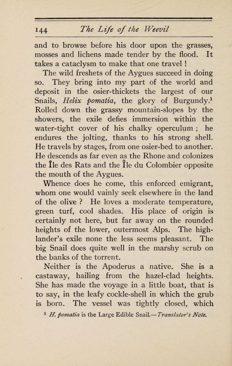 and to browse before his door upon the grasses, mosses and lichens made tender by the flood. It takes a cataclysm to make that one travel ! The wild freshets of the Aygues succeed in doing so. They bring into my part of the world and deposit in the osier-thickets the largest of our Snails, Helix pomatia^ the glory of Burgundy.^ Rolled down the grassy mountain-slopes by the showers, the exile defies immersion within the water-tight cover of his chalky operculum ; he endures the jolting, thanks to his strong shell. He travels by stages, from one osier-bed to another. He descends as far even as the Rhone and colonizes the île des Rats and the lie du Colombier opposite the mouth of the Aygues. Whence does he come, this enforced emigrant, whom one would vainly seek elsewhere in the land of the olive ? He loves a moderate temperature, green turf, cool shades. His place of origin is certainly not here, but far away on the rounded heights of the lower, outermost Alps. The high¬ lander’s exile none the less seems pleasant. The big Snail does quite well in the marshy scrub on the banks of the torrent. Neither is the Apoderus a native. She is a castaway, hailing from the hazel-clad heights. She has made the voyage in a little boat, that is to say, in the leafy cockle-shell in which the grub is born. The vessel was tightly closed, which ' H. pomatia is the Large Edible Snail.—Translator’’s Note.