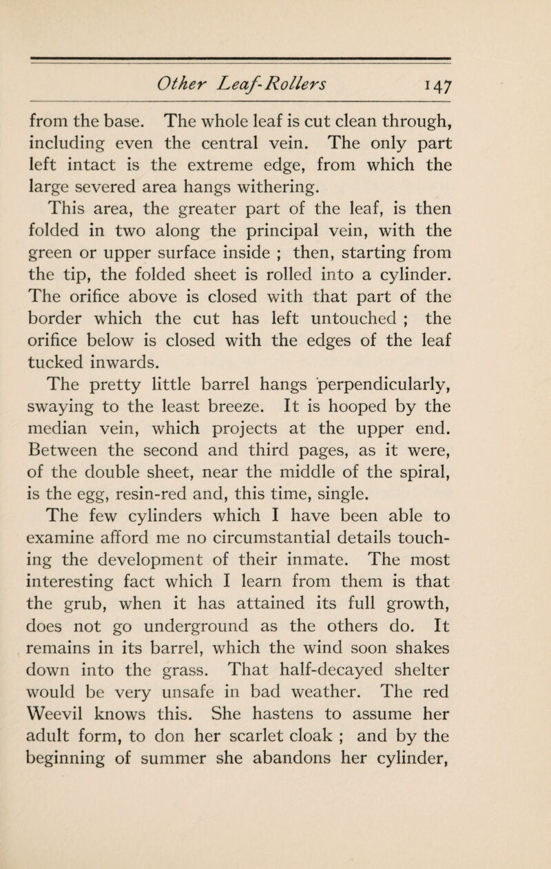 from the base. The whole leaf is cut clean through, including even the central vein. The only part left intact is the extreme edge, from which the large severed area hangs withering. This area, the greater part of the leaf, is then folded in two along the principal vein, with the green or upper surface inside ; then, starting from the tip, the folded sheet is rolled into a cylinder. The orifice above is closed with that part of the border which the cut has left untouched ; the orifice below is closed with the edges of the leaf tucked inwards. The pretty little barrel hangs perpendicularly, swaying to the least breeze. It is hooped by the median vein, which projects at the upper end. Between the second and third pages, as it were, of the double sheet, near the middle of the spiral, is the egg, resin-red and, this time, single. The few cylinders which I have been able to examine afford me no circumstantial details touch¬ ing the development of their inmate. The most interesting fact which I learn from them is that the grub, when it has attained its full growth, does not go underground as the others do. It remains in its barrel, which the wind soon shakes down into the grass. That half-decayed shelter would be very unsafe in bad weather. The red Weevil knows this. She hastens to assume her adult form, to don her scarlet cloak ; and by the beginning of summer she abandons her cylinder.