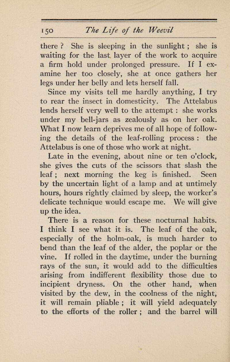 there ? She is sleeping in the sunlight ; she is waiting for the last, layer of the work to acquire a firm hold under prolonged pressure. If I ex¬ amine her too closely, she at once gathers her legs under her belly and lets herself fall. Since my visits tell me hardly anything, I try to rear the insect in domesticity. The Attelabus lends herself very well to the attempt : she works under my bell-jars as zealously as on her oak. What I now learn deprives me of all hope of follow¬ ing the details of the leaf-rolling process : the Attelabus is one of those who work at night. Late in the evening, about nine or ten o’clock, she gives the cuts of the scissors that slash the leaf ; next morning the keg is finished. Seen by the uncertain light of a lamp and at untimely hours, hours rightly claimed by sleep, the worker’s delicate technique would escape me. We will give up the idea. There is a reason for these nocturnal habits. I think I see what it is. The leaf of the oak, especially of the holm-oak, is much harder to bend than the leaf of the alder, the poplar or the vine. If rolled in the daytime, under the burning rays of the sun, it would add to the difficulties arising from indifferent flexibility those due to incipient dryness. On the other hand, when visited by the dew, in the coolness of the night, it will remain pliable ; it will yield adequately to the efforts of the roller ; and the barrel will