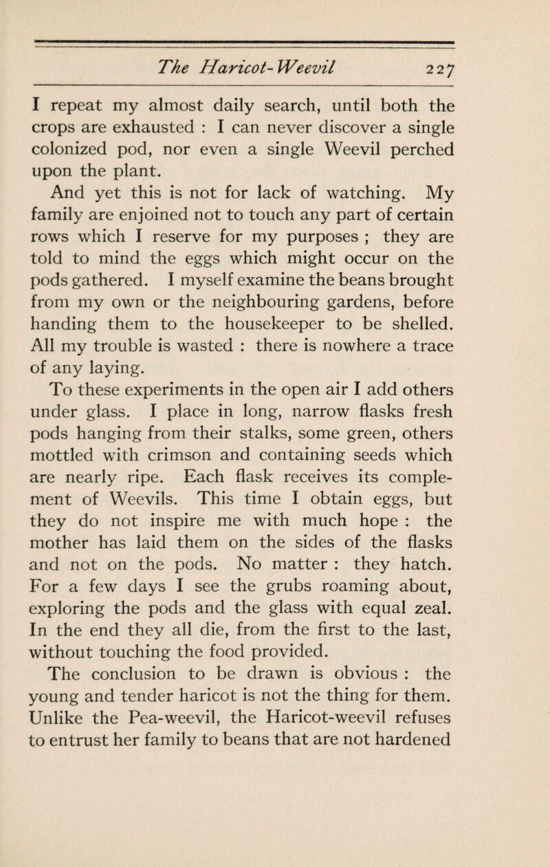 I repeat my almost daily search, until both the crops are exhausted : I can never discover a single colonized pod, nor even a single Weevil perched upon the plant. And yet this is not for lack of watching. My family are enjoined not to touch any part of certain rows which I reserve for my purposes ; they are told to mind the eggs which might occur on the pods gathered. I myself examine the beans brought from my own or the neighbouring gardens, before handing them to the housekeeper to be shelled. All my trouble is wasted : there is nowhere a trace of any laying. To these experiments in the open air I add others under glass. I place in long, narrow flasks fresh pods hanging from their stalks, some green, others mottled with crimson and containing seeds which are nearly ripe. Each flask receives its comple¬ ment of Weevils. This time I obtain eggs, but they do not inspire me with much hope : the mother has laid them on the sides of the flasks and not on the pods. No matter : they hatch. For a few days I see the grubs roaming about, exploring the pods and the glass with equal zeal. In the end they all die, from the first to the last, without touching the food provided. The conclusion to be drawn is obvious : the young and tender haricot is not the thing for them. Unlike the Pea-weevil, the Haricot-weevil refuses to entrust her family to beans that are not hardened