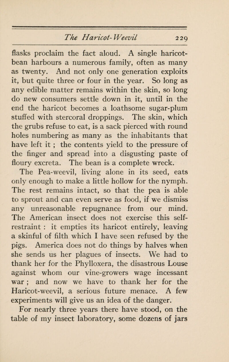 flasks proclaim the fact aloud. A single haricot- bean harbours a numerous family, often as many as twenty. And not only one generation exploits it, but quite three or four in the year. So long as any edible matter remains within the skin, so long do new consumers settle down in it, until in the end the haricot becomes a loathsome sugar-plum stuffed with stercoral droppings. The skin, which the grubs refuse to eat, is a sack pierced with round holes numbering as many as the inhabitants that have left it ; the contents yield to the pressure of the finger and spread into a disgusting paste of floury excreta. The bean is a complete wreck. The Pea-weevil, living alone in its seed, eats only enough to make a little hollow for the nymph. The rest remains intact, so that the pea is able to sprout and can even serve as food, if we dismiss any unreasonable repugnance from our mind. The American insect does not exercise this self- restraint : it empties its haricot entirely, leaving a skinful of filth which I have seen refused by the pigs. America does not do things by halves when she sends us her plagues of insects. We had to thank her for the Phylloxera, the disastrous Louse against whom our vine-growers wage incessant war ; and now we have to thank her for the Haricot-weevil, a serious future menace. A few experiments will give us an idea of the danger. For nearly three years there have stood, on the table of my insect laboratory, some dozens of jars
