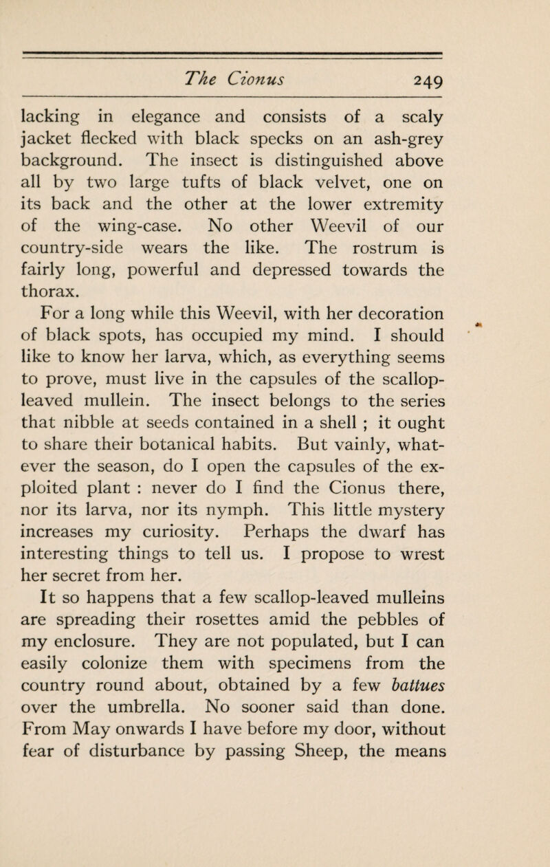 lacking in elegance and consists of a scaly jacket flecked with black specks on an ash-grey background. The insect is distinguished above all by two large tufts of black velvet, one on its back and the other at the lower extremity of the wing-case. No other Weevil of our country-side wears the like. The rostrum is fairly long, powerful and depressed towards the thorax. For a long while this Weevil, with her decoration of black spots, has occupied my mind. I should like to know her larva, which, as everything seems to prove, must live in the capsules of the scallop¬ leaved mullein. The insect belongs to the series that nibble at seeds contained in a shell ; it ought to share their botanical habits. But vainly, what¬ ever the season, do I open the capsules of the ex¬ ploited plant : never do I find the Cionus there, nor its larva, nor its nymph. This little mystery increases my curiosity. Perhaps the dwarf has interesting things to tell us. I propose to wrest her secret from her. It so happens that a few scallop-leaved mulleins are spreading their rosettes amid the pebbles of my enclosure. They are not populated, but I can easily colonize them with specimens from the country round about, obtained by a few battues over the umbrella. No sooner said than done. From May onwards I have before my door, without fear of disturbance by passing Sheep, the means