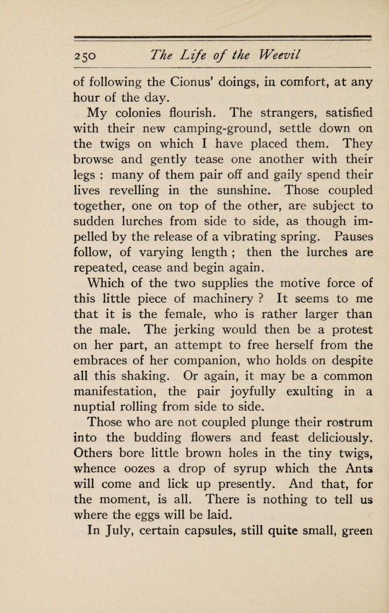 of following the Cionus’ doings, in comfort, at any hour of the day. My colonies flourish. The strangers, satisfied with their new camping-ground, settle down on the twigs on which I have placed them. They browse and gently tease one another with their legs : many of them pair ofl and gaily spend their lives revelling in the sunshine. Those coupled together, one on top of the other, are subject to sudden lurches from side to side, as though im¬ pelled by the release of a vibrating spring. Pauses follow, of varying length ; then the lurches are repeated, cease and begin again. Which of the two supplies the motive force of this little piece of machinery ? It seems to me that it is the female, who is rather larger than the male. The jerking would then be a protest on her part, an attempt to free herself from the embraces of her companion, who holds on despite all this shaking. Or again, it may be a common manifestation, the pair joyfully exulting in a nuptial rolling from side to side. Those who are not coupled plunge their rostrum into the budding flowers and feast deliciously. Others bore little brown holes in the tiny twigs, whence oozes a drop of syrup which the Ants will come and lick up presently. And that, for the moment, is all. There is nothing to tell us where the eggs will be laid. In July, certain capsules, still quite small, green