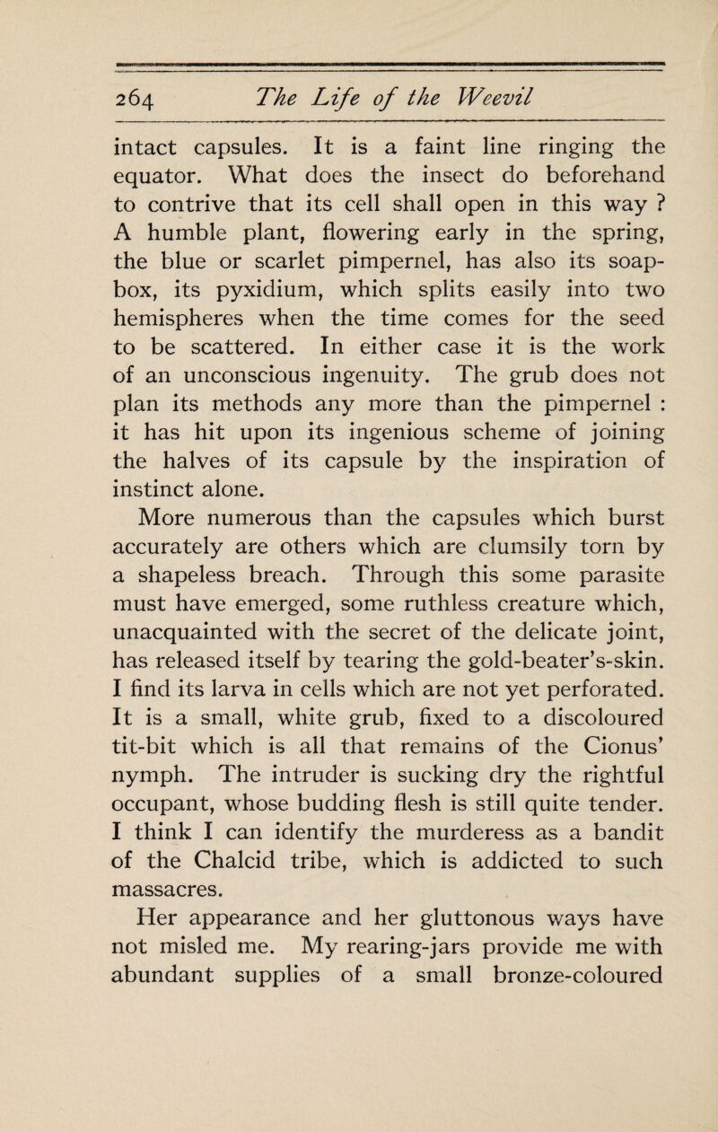 intact capsules. It is a faint line ringing the equator. What does the insect do beforehand to contrive that its cell shall open in this way ? A humble plant, flowering early in the spring, the blue or scarlet pimpernel, has also its soap¬ box, its pyxidium, which splits easily into two hemispheres when the time comes for the seed to be scattered. In either case it is the work of an unconscious ingenuity. The grub does not plan its methods any more than the pimpernel : it has hit upon its ingenious scheme of joining the halves of its capsule by the inspiration of instinct alone. More numerous than the capsules which burst accurately are others which are clumsily torn by a shapeless breach. Through this some parasite must have emerged, some ruthless creature which, unacquainted with the secret of the delicate joint, has released itself by tearing the gold-beater’s-skin. I find its larva in cells which are not yet perforated. It is a small, white grub, fixed to a discoloured tit-bit which is all that remains of the Cionus’ nymph. The intruder is sucking dry the rightful occupant, whose budding flesh is still quite tender. I think I can identify the murderess as a bandit of the Chalcid tribe, which is addicted to such massacres. Her appearance and her gluttonous ways have not misled me. My rearing-jars provide me with abundant supplies of a small bronze-coloured