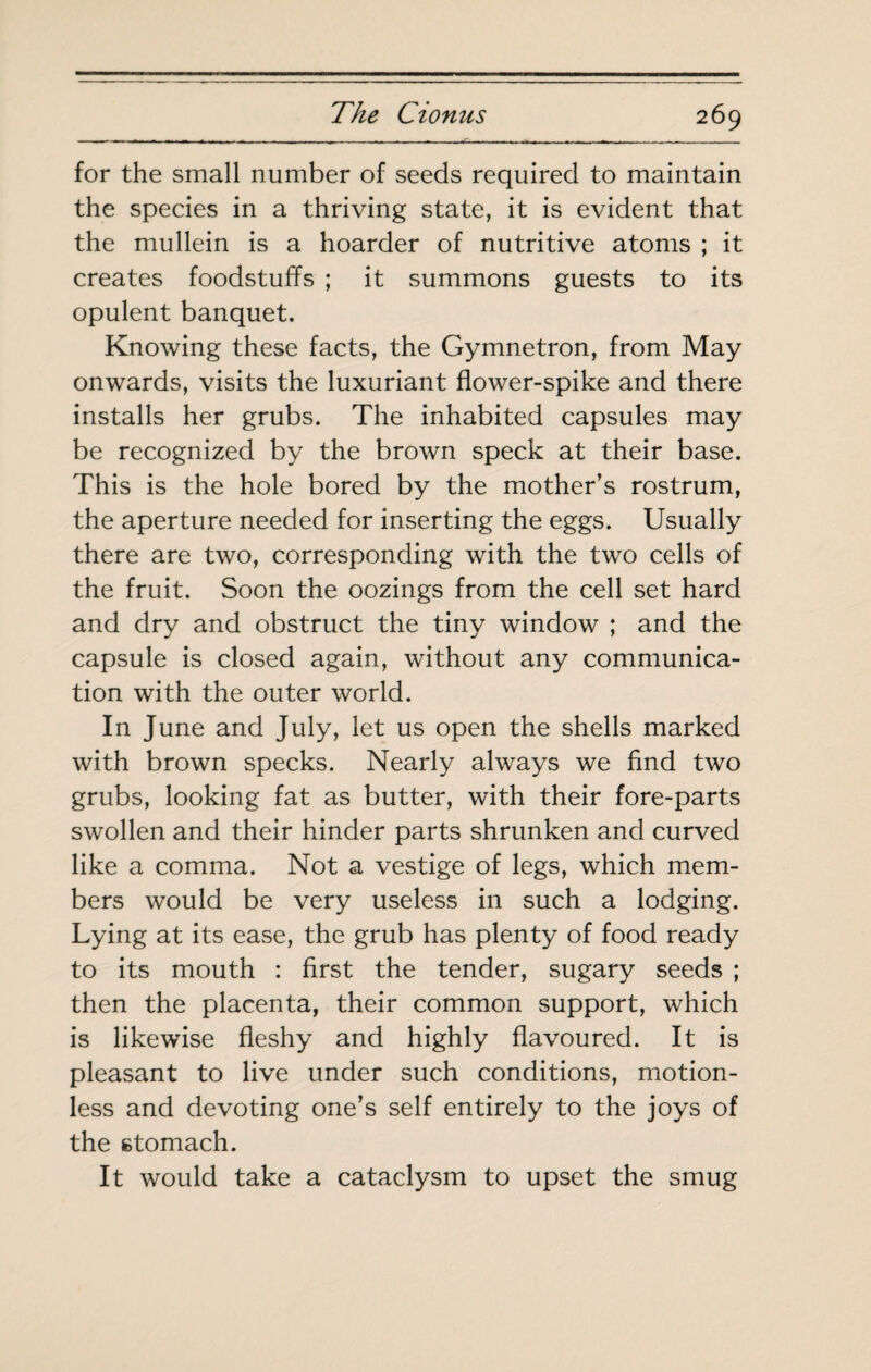 for the small number of seeds required to maintain the species in a thriving state, it is evident that the mullein is a hoarder of nutritive atoms ; it creates foodstuffs ; it summons guests to its opulent banquet. Knowing these facts, the Gymnetron, from May onwards, visits the luxuriant flower-spike and there installs her grubs. The inhabited capsules may be recognized by the brown speck at their base. This is the hole bored by the mother’s rostrum, the aperture needed for inserting the eggs. Usually there are two, corresponding with the two cells of the fruit. Soon the oozings from the cell set hard and dry and obstruct the tiny window ; and the capsule is closed again, without any communica¬ tion with the outer world. In June and July, let us open the shells marked with brown specks. Nearly always we find two grubs, looking fat as butter, with their fore-parts swollen and their hinder parts shrunken and curved like a comma. Not a vestige of legs, which mem¬ bers would be very useless in such a lodging. Lying at its ease, the grub has plenty of food ready to its mouth : first the tender, sugary seeds ; then the placenta, their common support, which is likewise fleshy and highly flavoured. It is pleasant to live under such conditions, motion¬ less and devoting one’s self entirely to the joys of the stomach. It would take a cataclysm to upset the smug